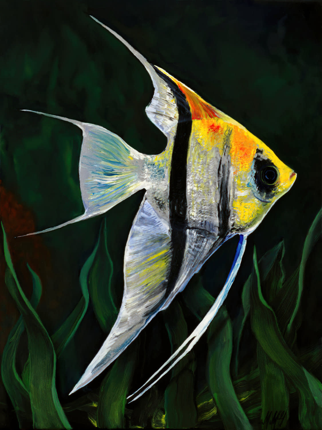 Angle fish sunnysideup web eey1pc
