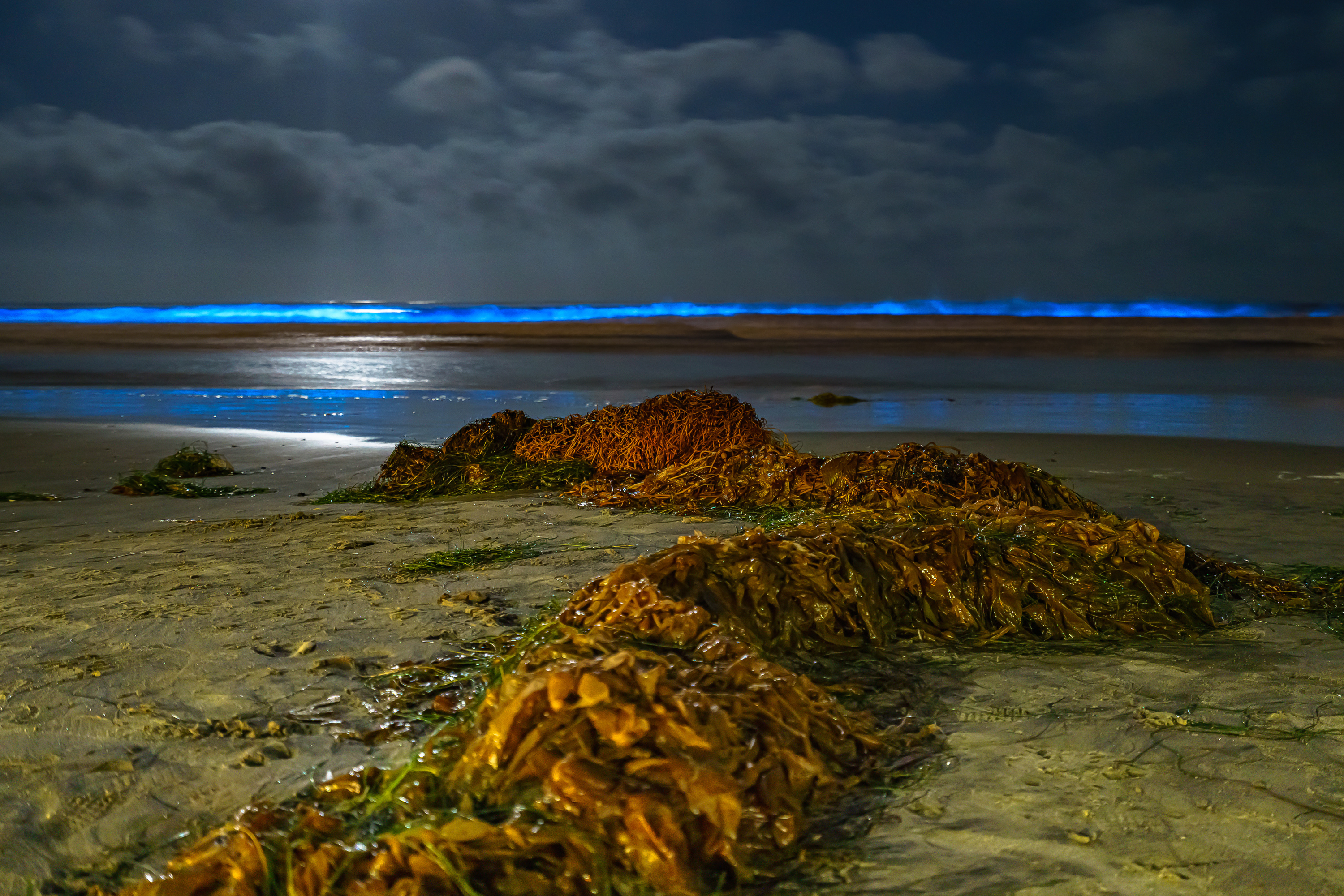La jolla shores bioluminescence and seaweed 5 2 2020 mi1y0u