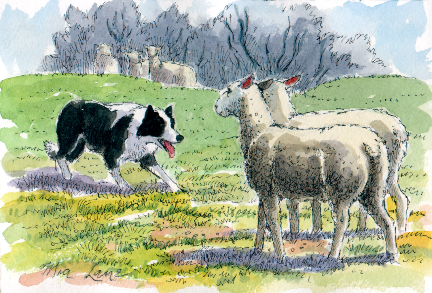 Herding Sheepdog Meaning Sheepdog Trial Ii Original Water Colour
