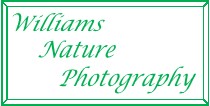 jeffwilliams