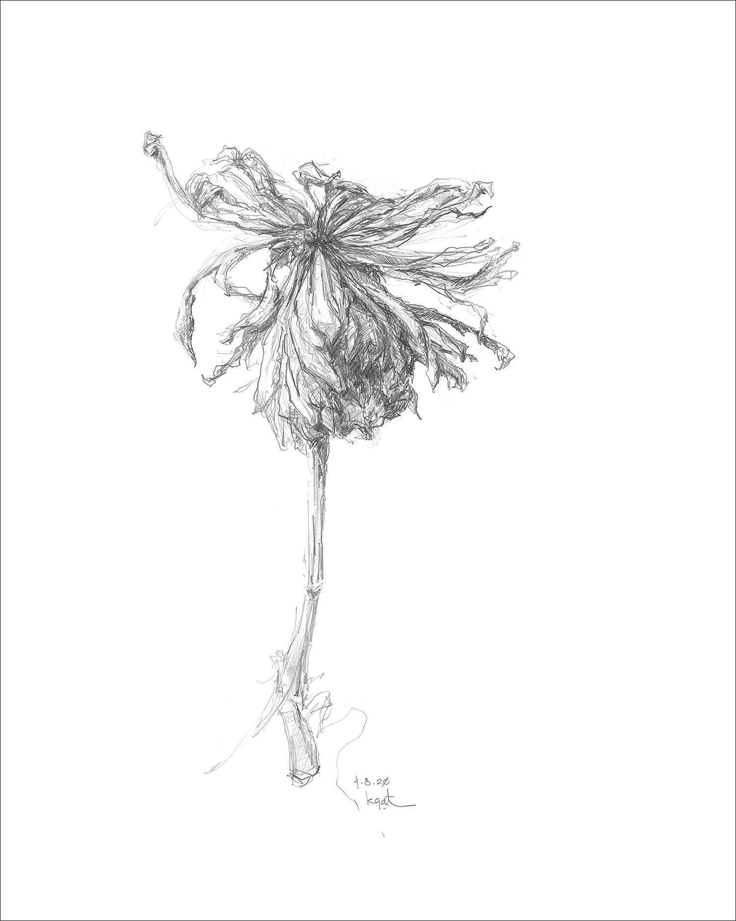 Gatesman chrysanthemum 01 l r 300.00 dpi  01asf roc2ky