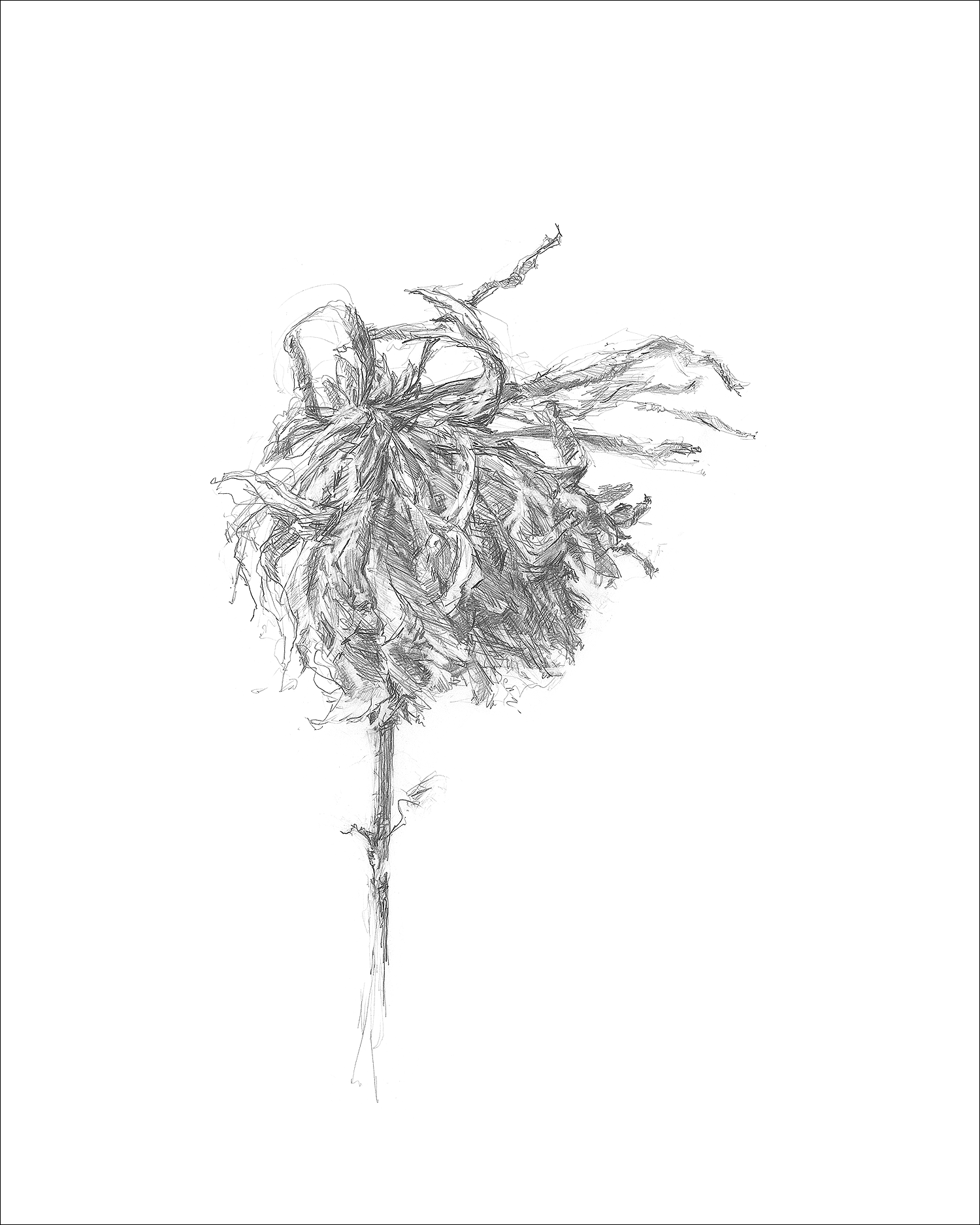 Gatesman chrysanthemum 02 l r 300.00 dpi  01asf ovzbch