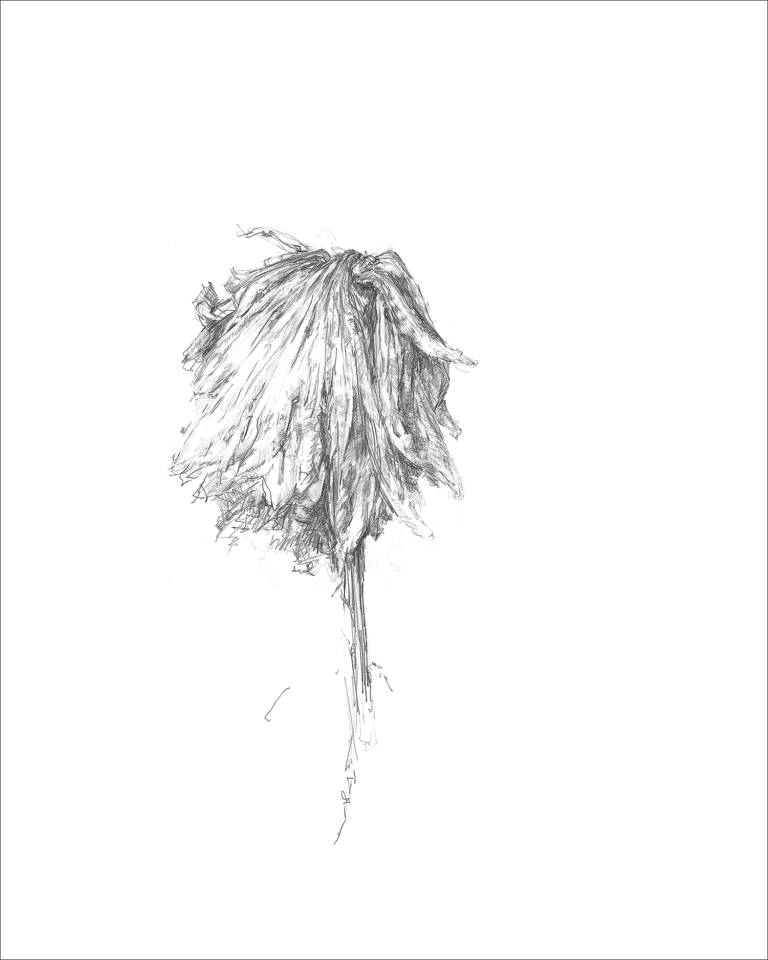 Gatesman chrysanthemum 03 l r 300.00 dpi  01asf b4xn71