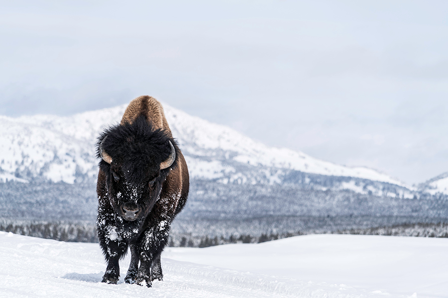 Bison in snow yellowstone aluminum print ouum3u