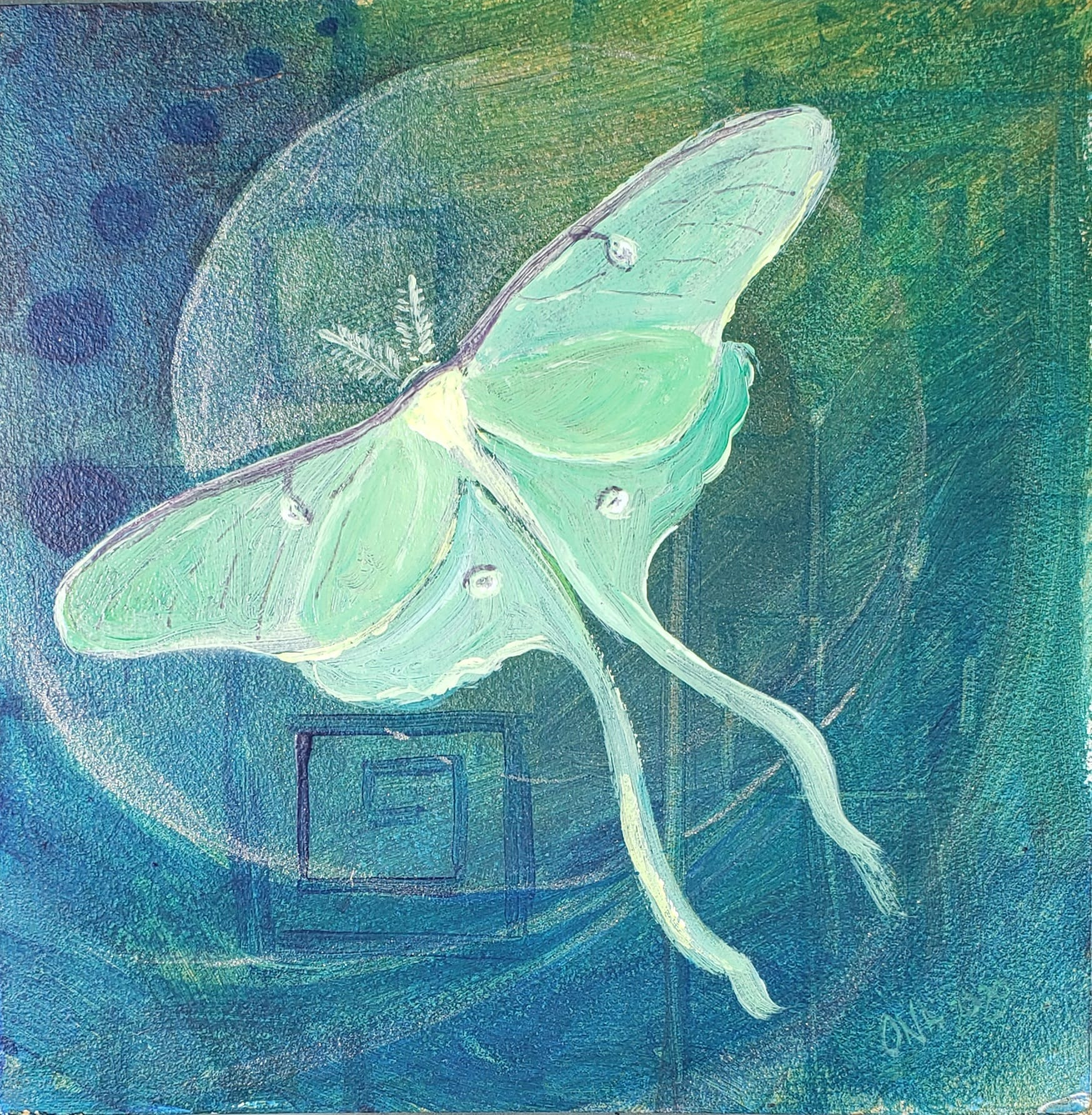 Luna moth dox5oz