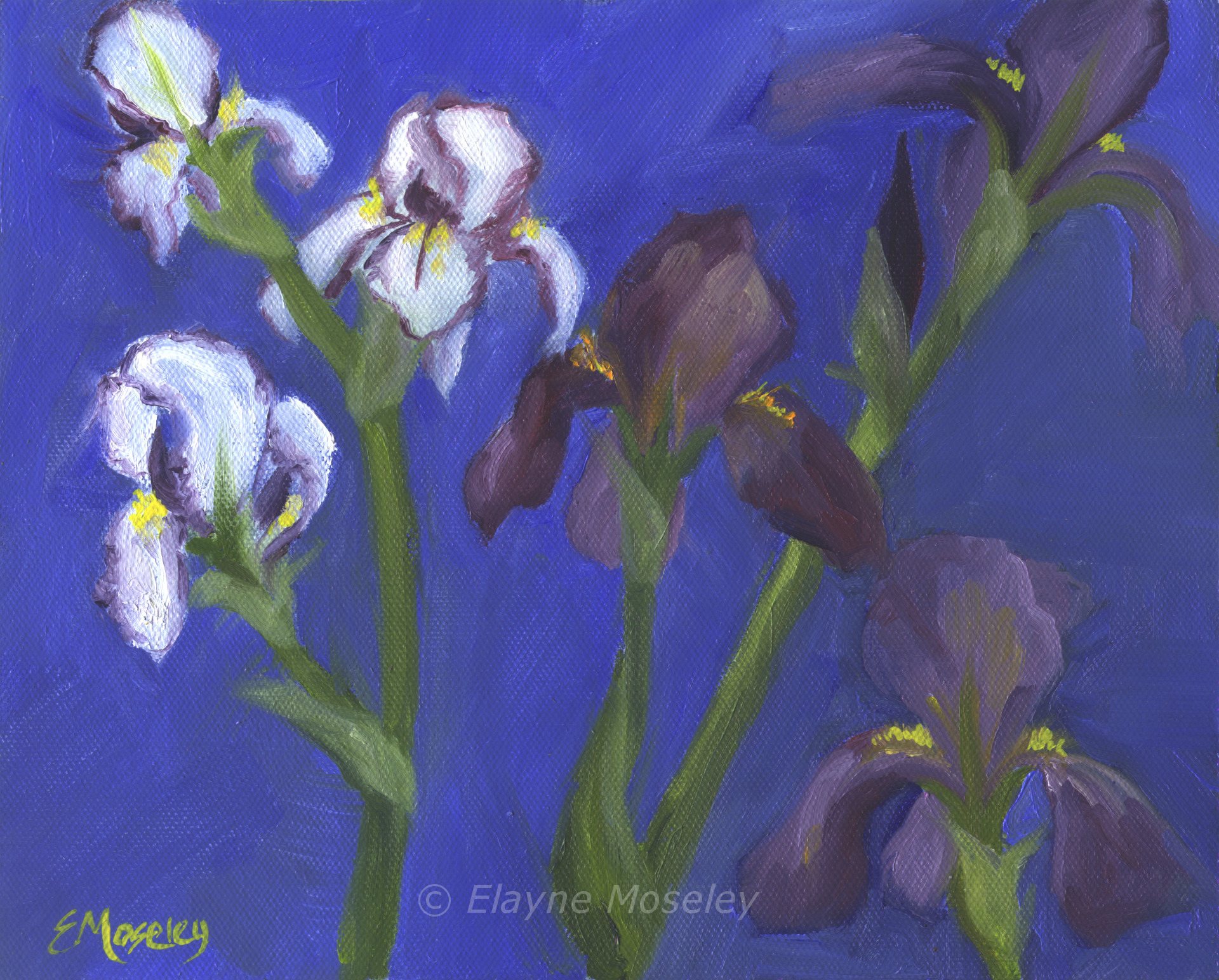 Purple and white iris qtkqxp