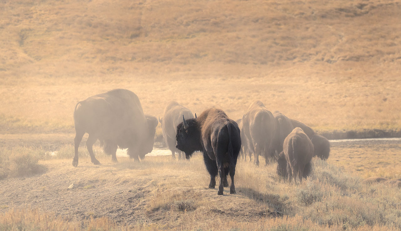 Bison herd mpy5m7