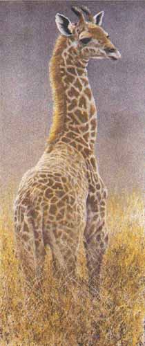 Young giraffe lihto gyculh