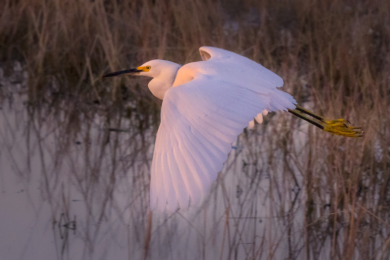 Snowy egret xiqblx