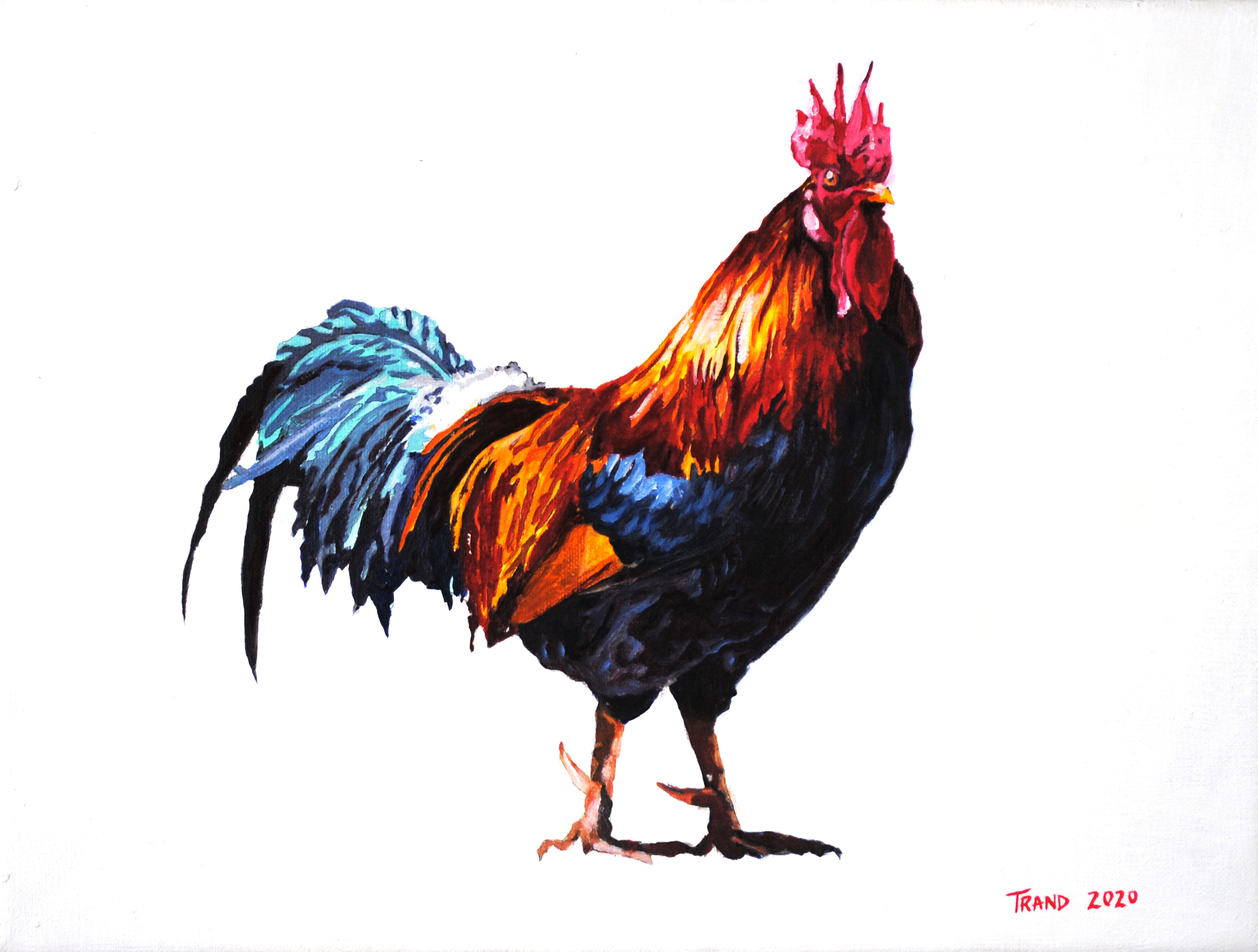 Rooster Chicken Portrait, Although this looks like an old-f…