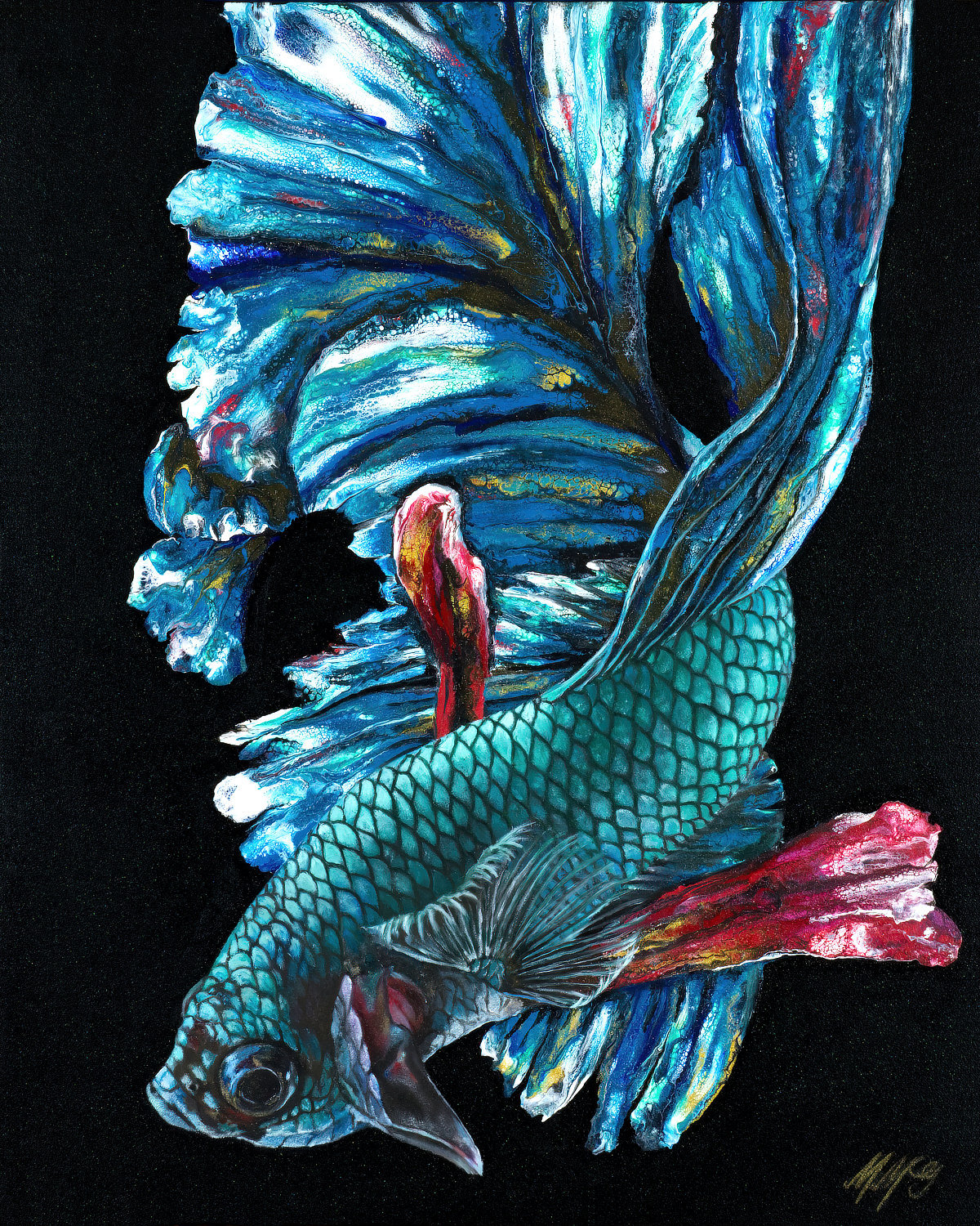 Paua betta web e4ywkh