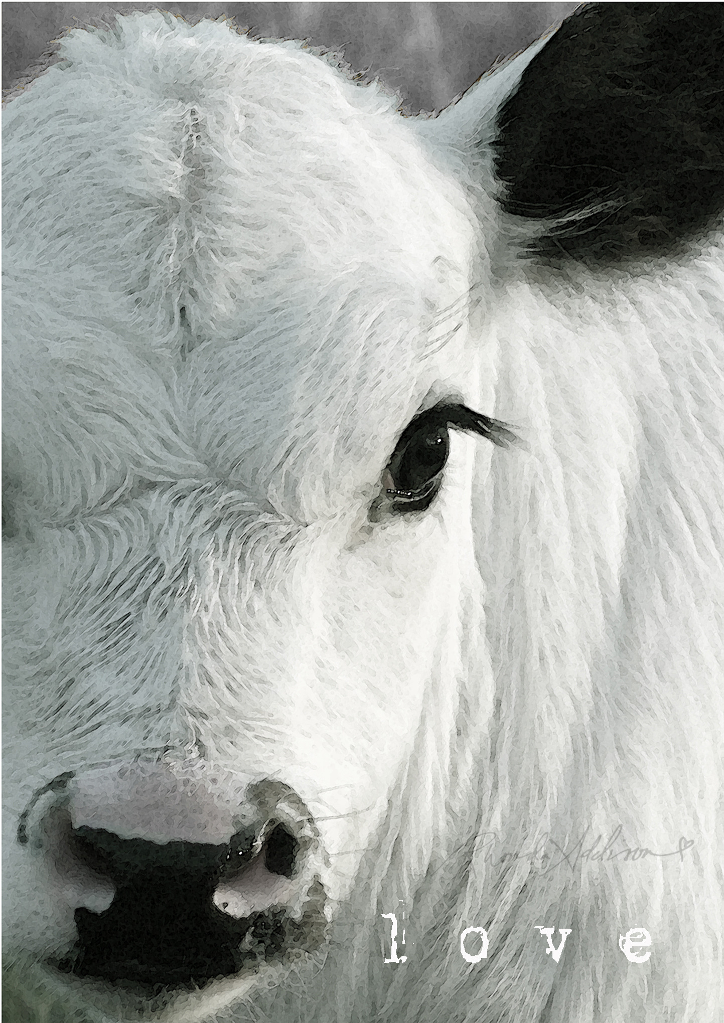 Cow close ups hl3jcg
