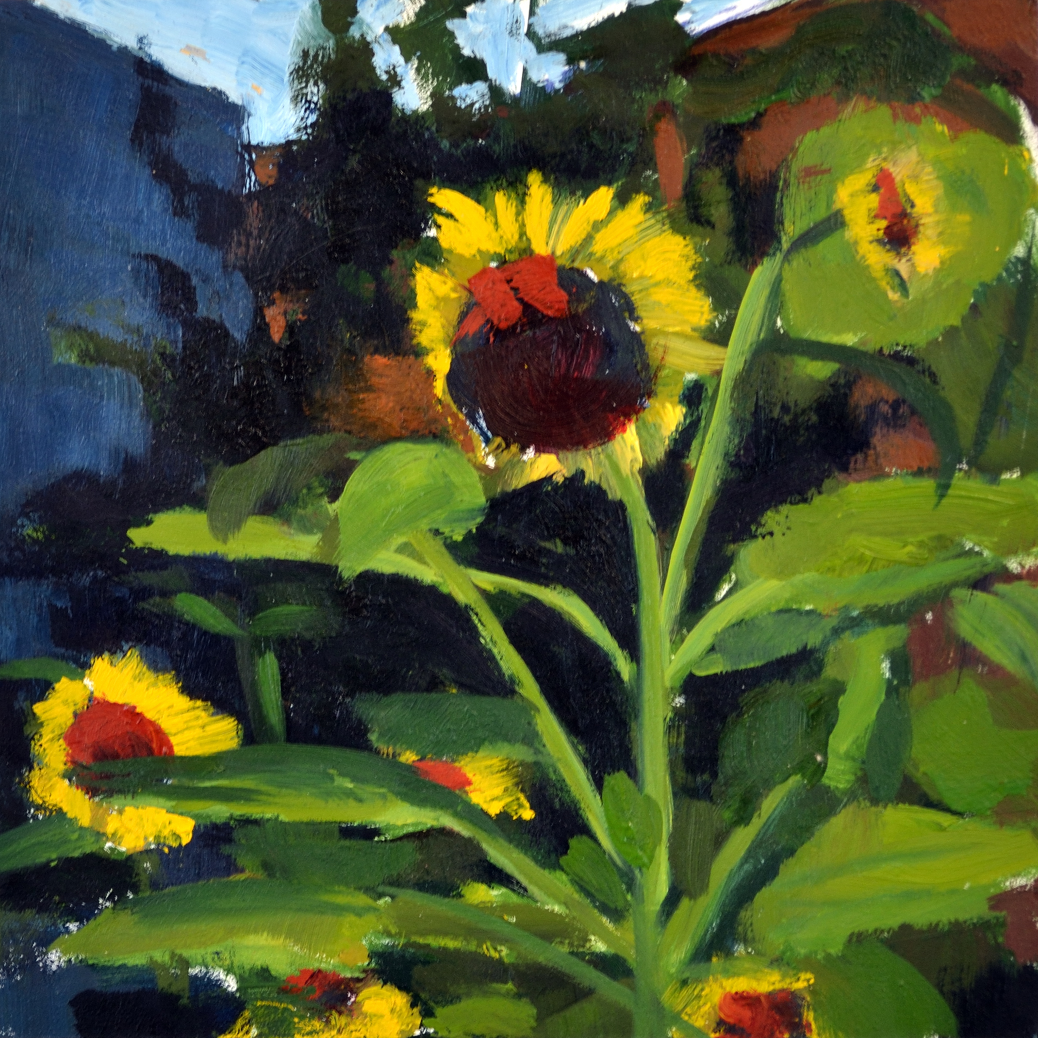 Hallgren minisunflowers 6x6 mcqo1p