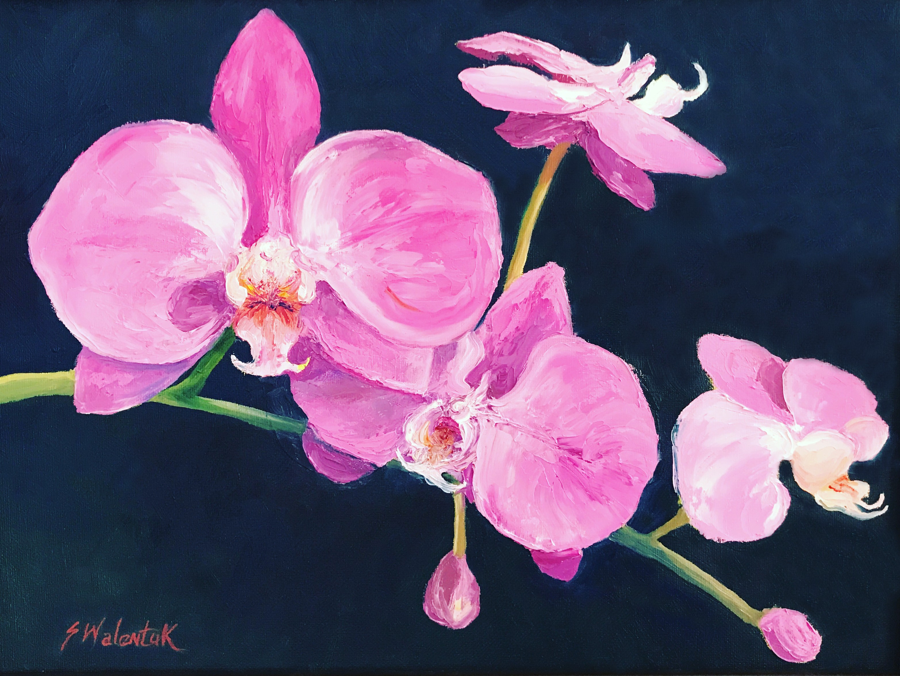 Pink orchids 12x16 xjd4ry