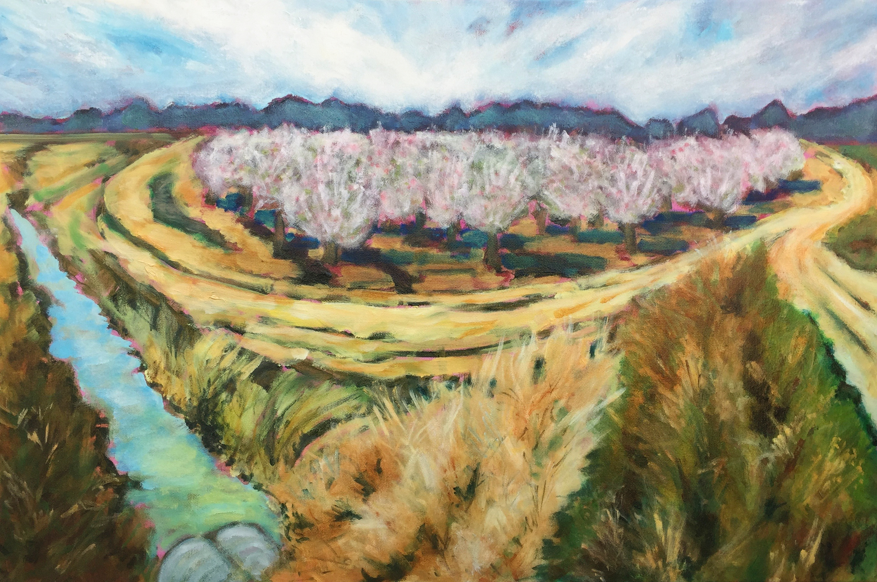 Almond orchard in bloom small iwjcxn
