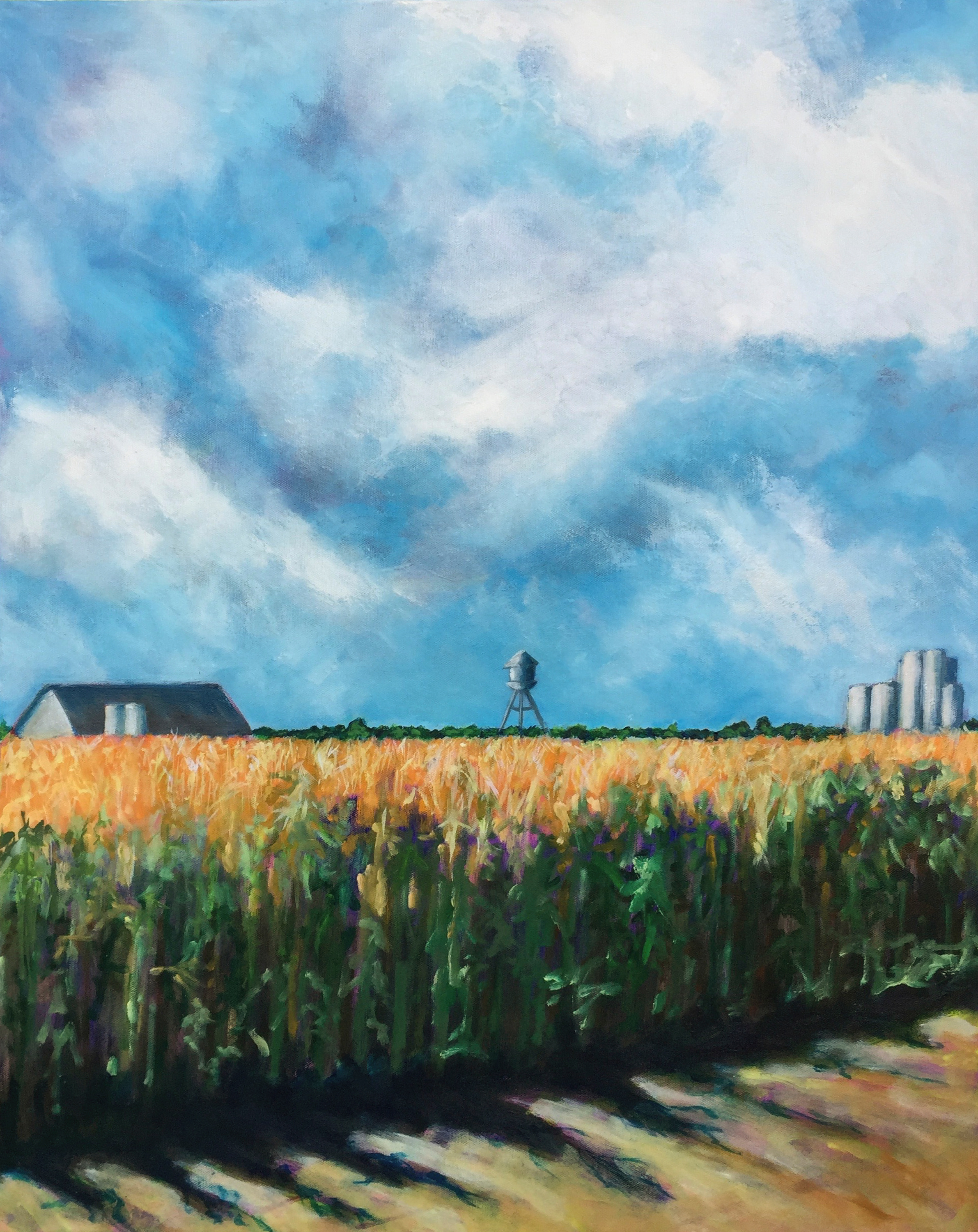 Cornfield yolo county small uelzjl