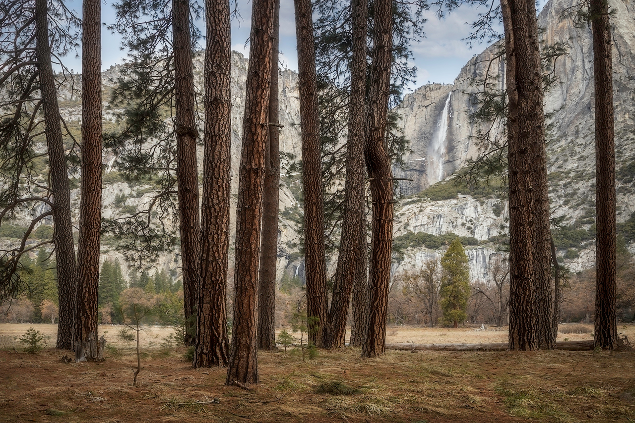 Yosemite falls and ponderosa pines ybn7to