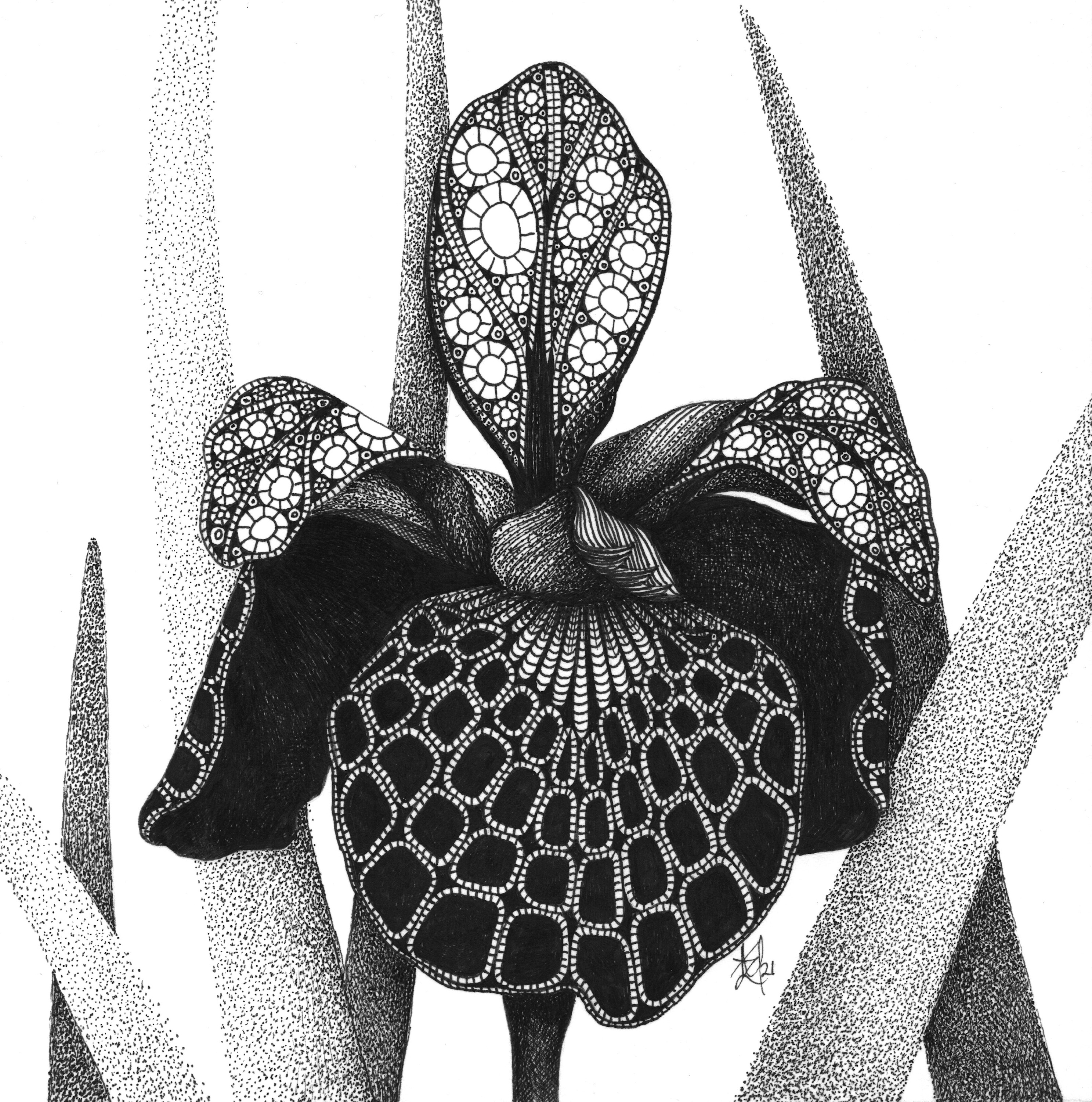 Iris  caesar s brother siberian iris gbvljf