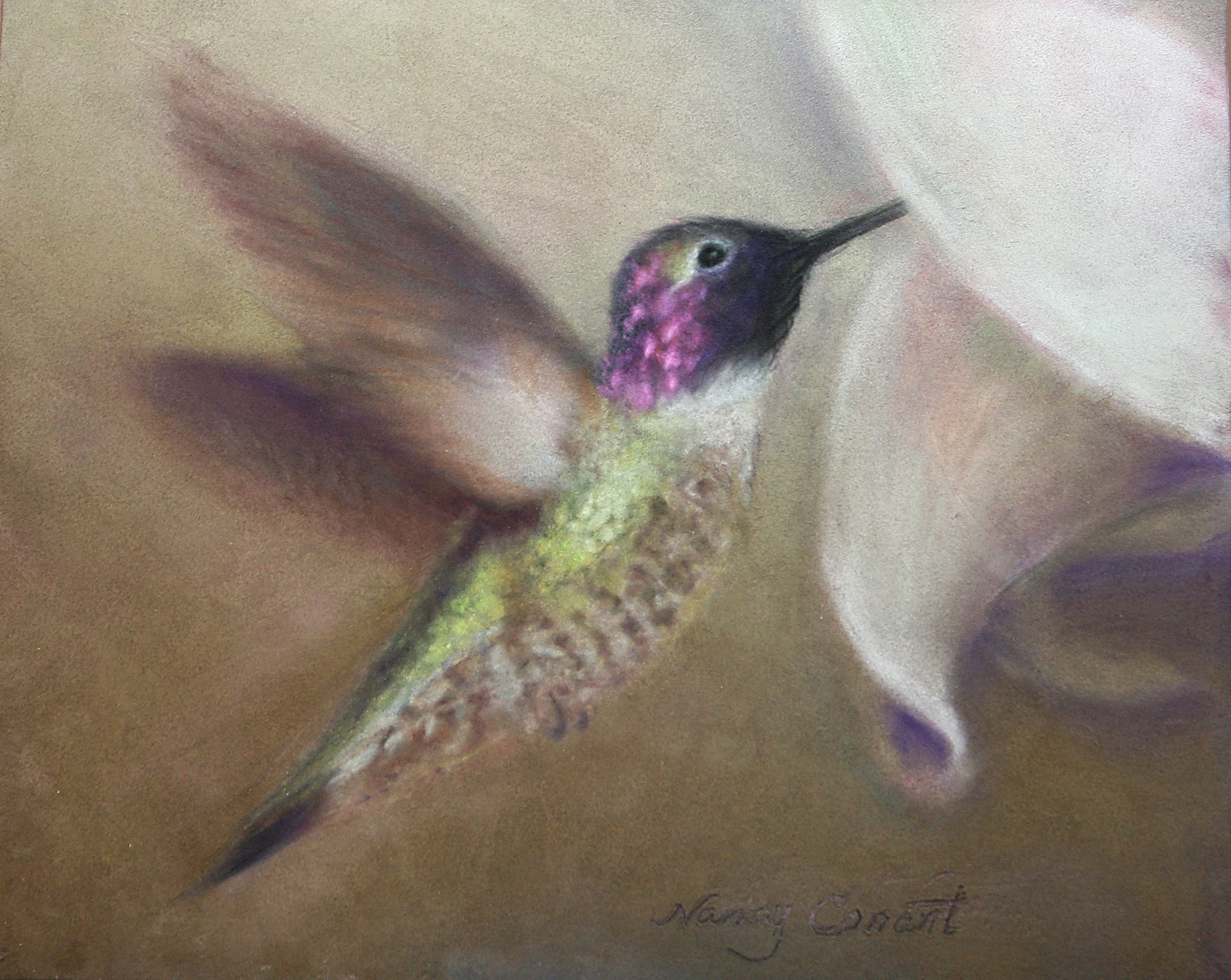 Hummingbird dont fly away abojwb