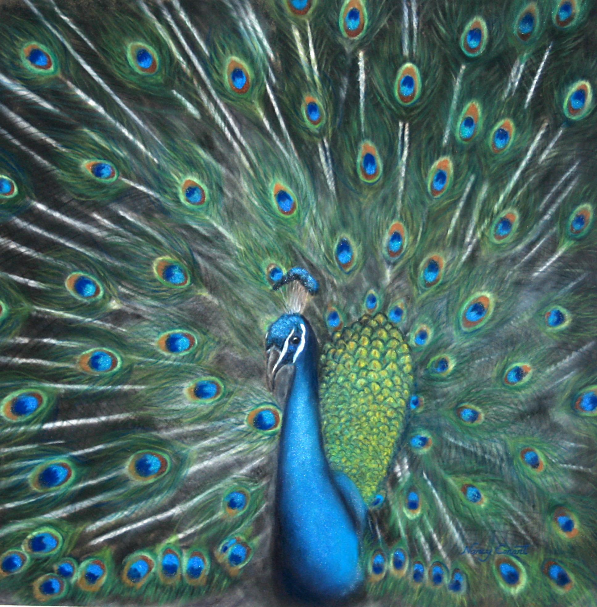 Peacock 1 xiihpy