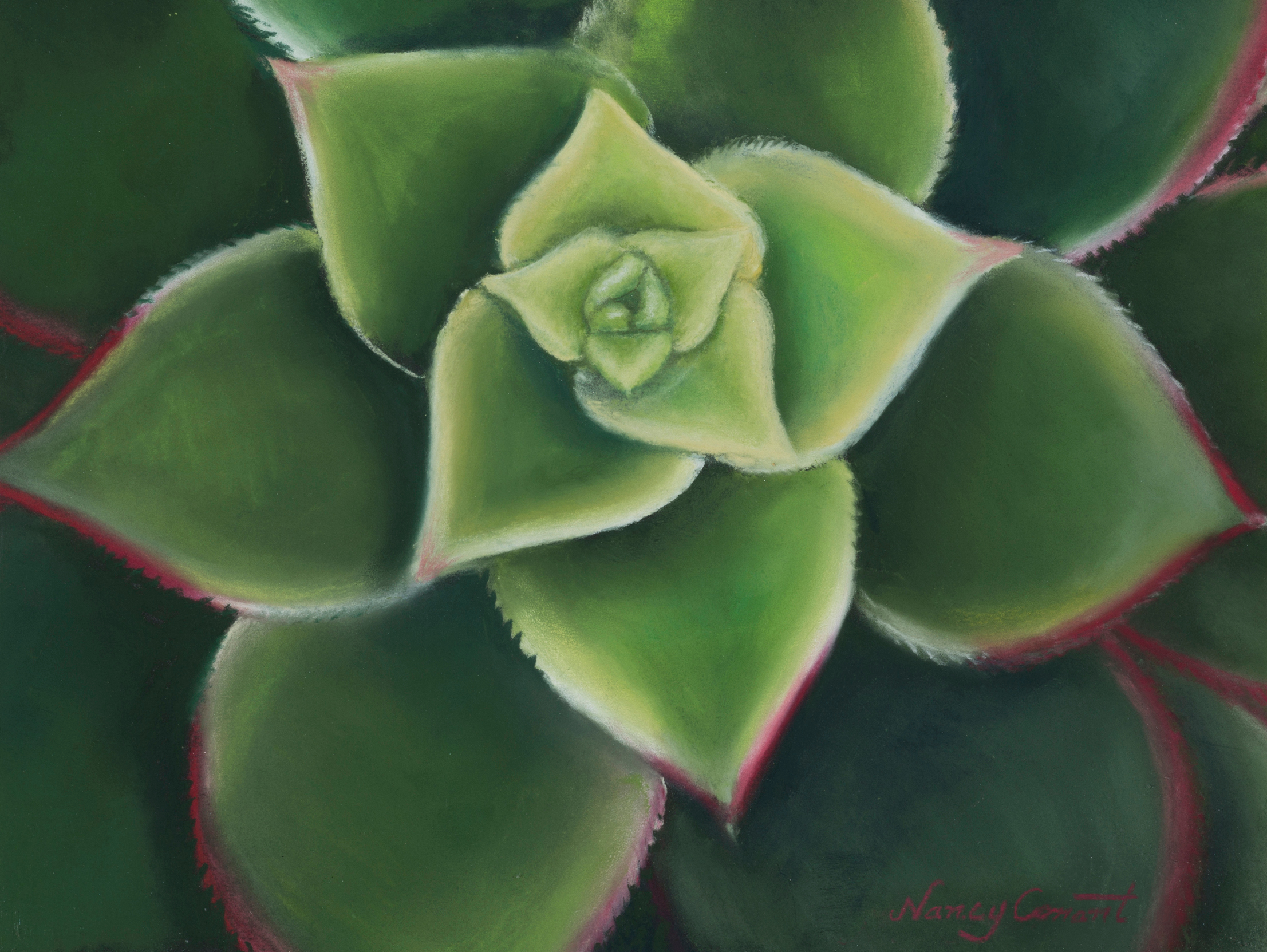 Succulent aeonium kiwi web v2jpts