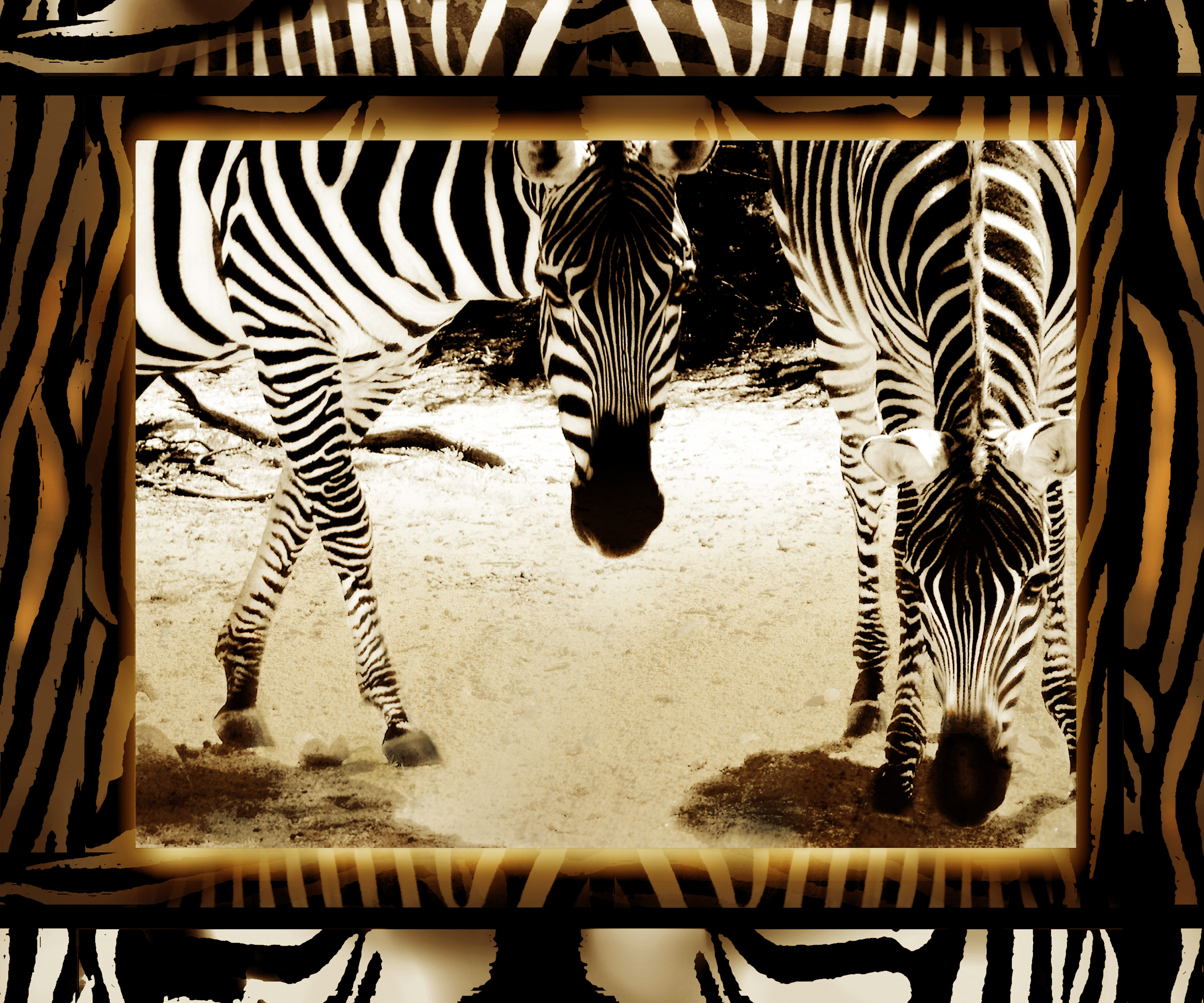 Twin zebras 36x30 july 2021r yngzei