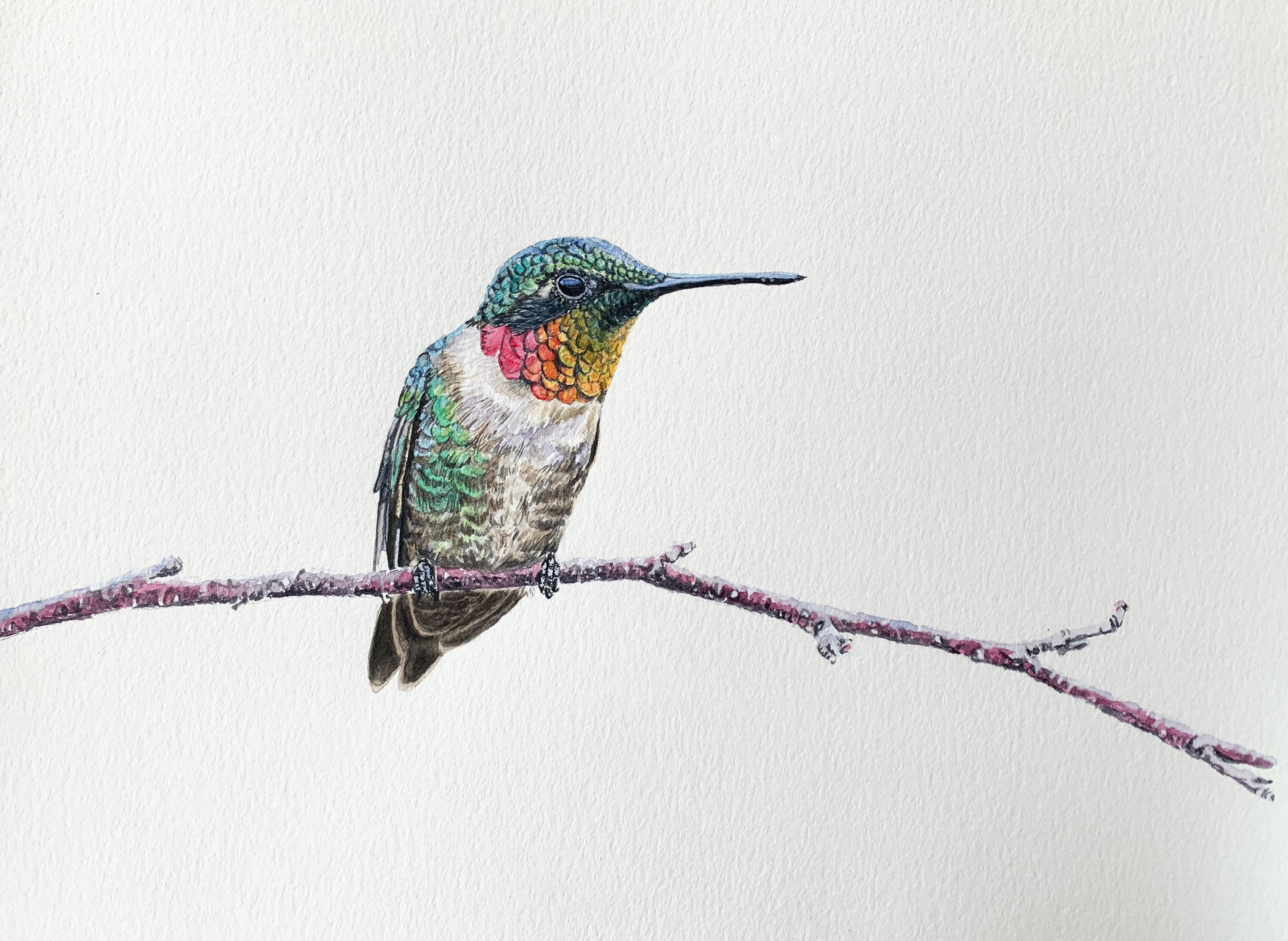 Calm and collected hummingbird painting1 poustt