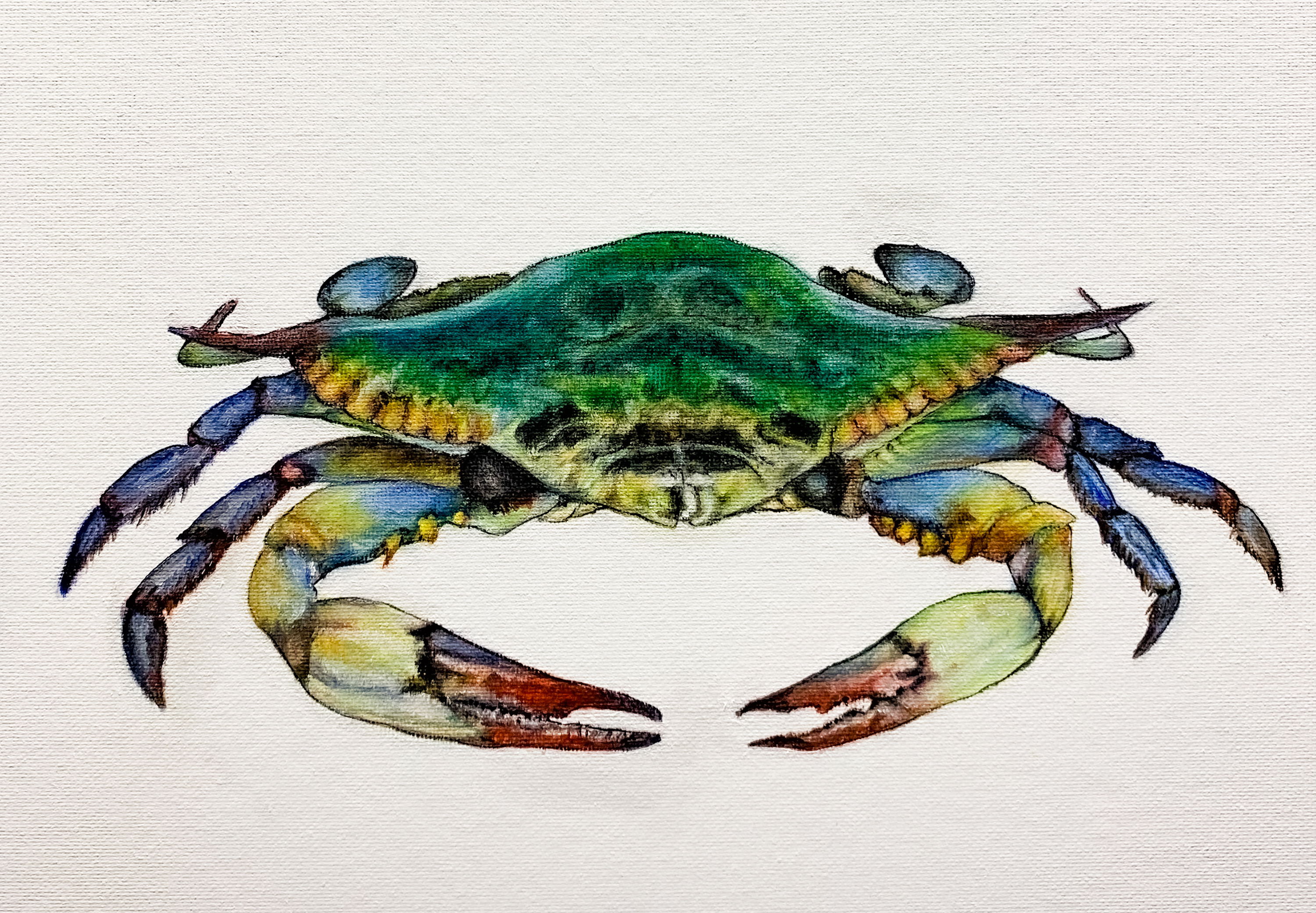 Blue crab pcbiko