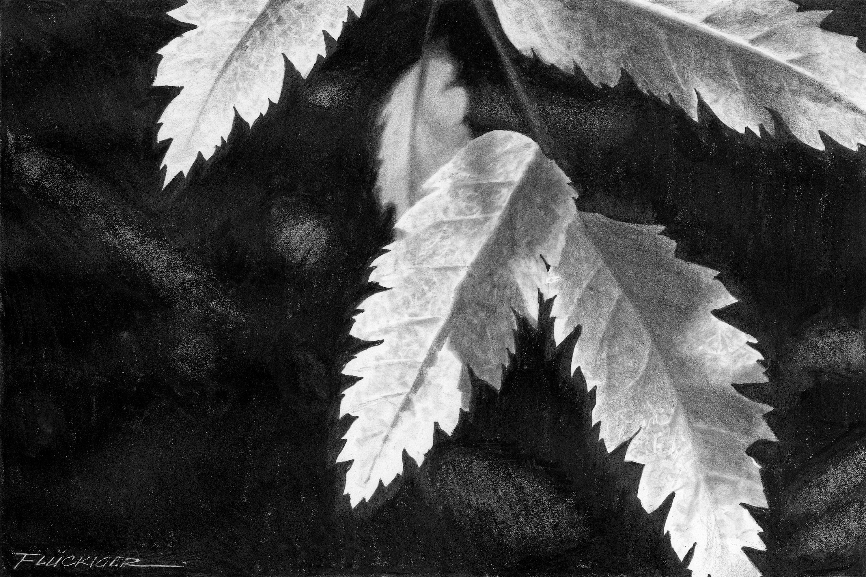 Autumn grace notes asf ichnp8