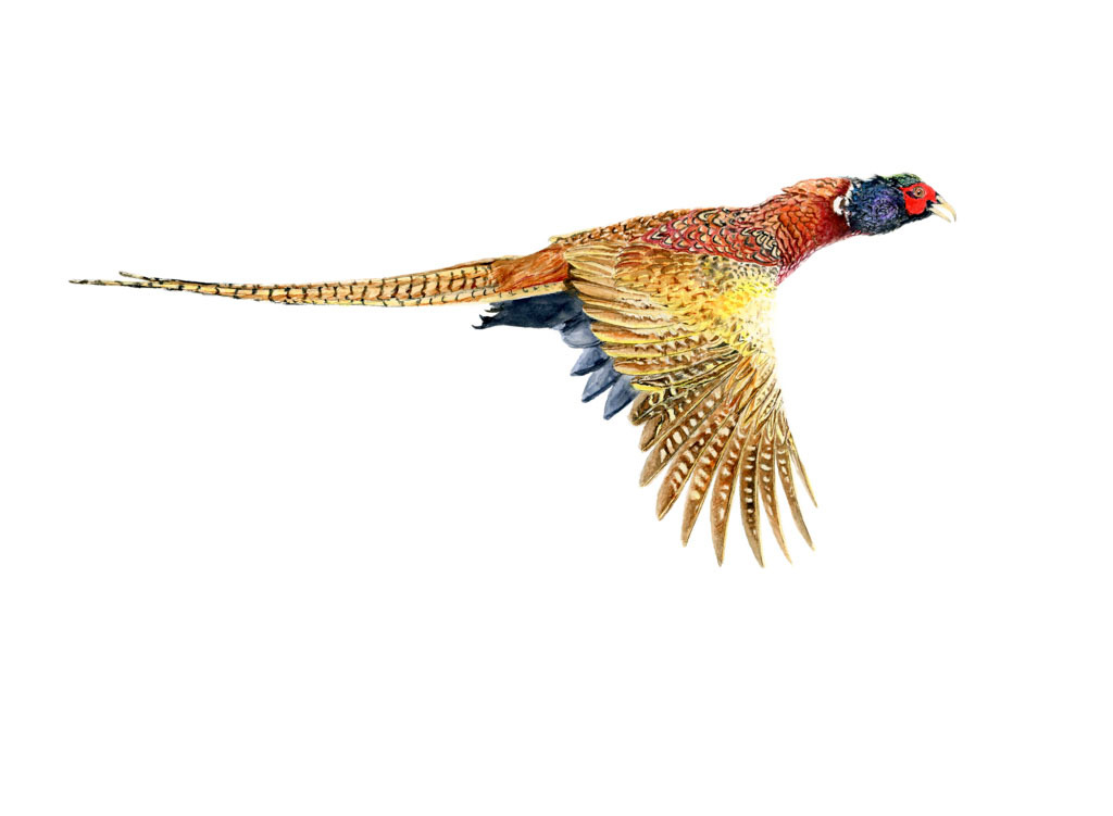 Flying peacock web size yg2tbk