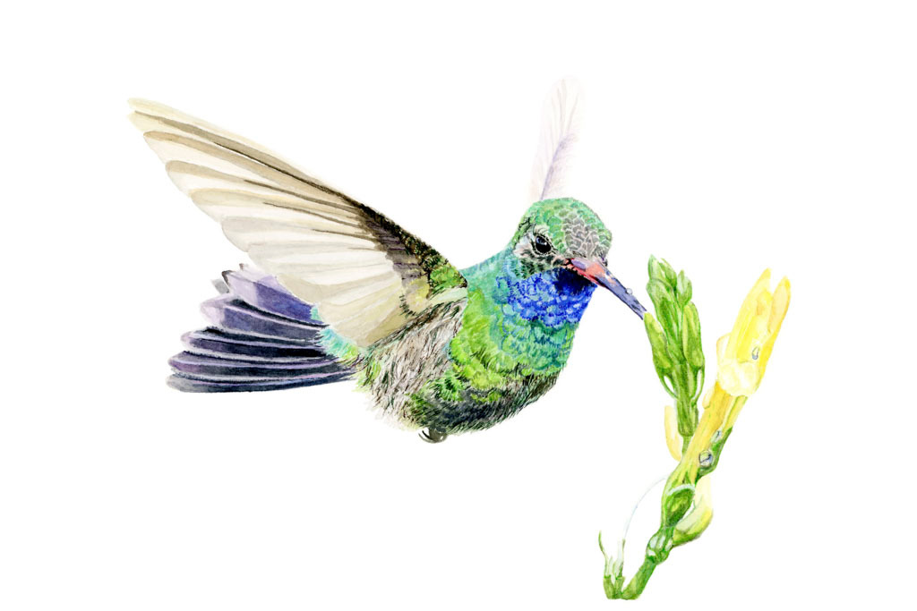 Broad billed hummingbird web size dj0xml