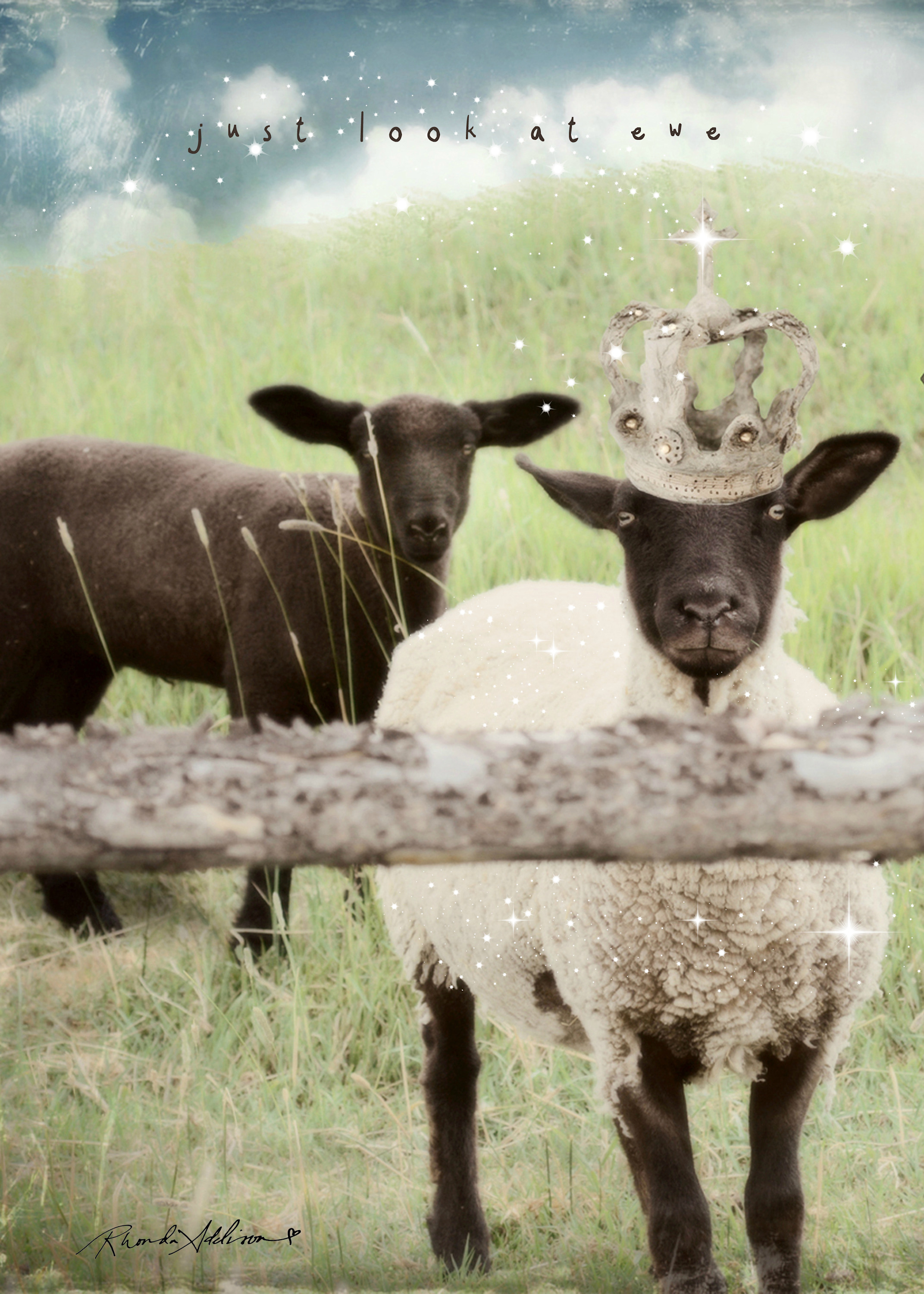 Sheep crowned ewe vs ivk844