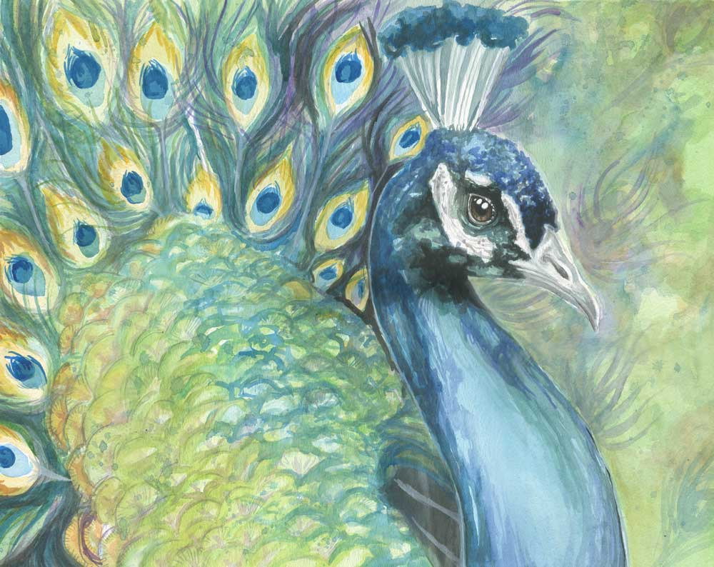 Peacock small gjixri