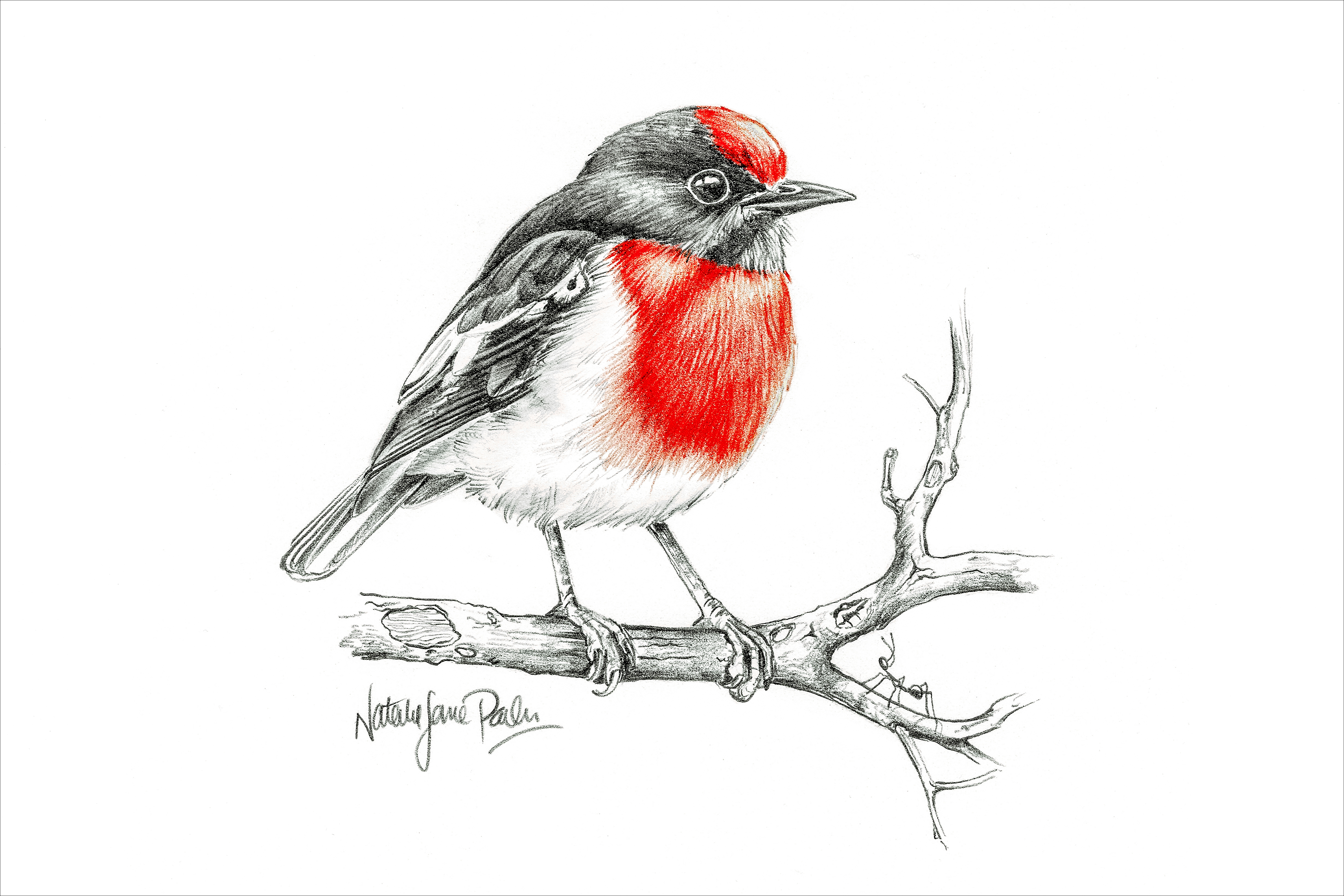 Red-capped Robin Art Print – Graphite Pencil Sketch | Natalie Jane