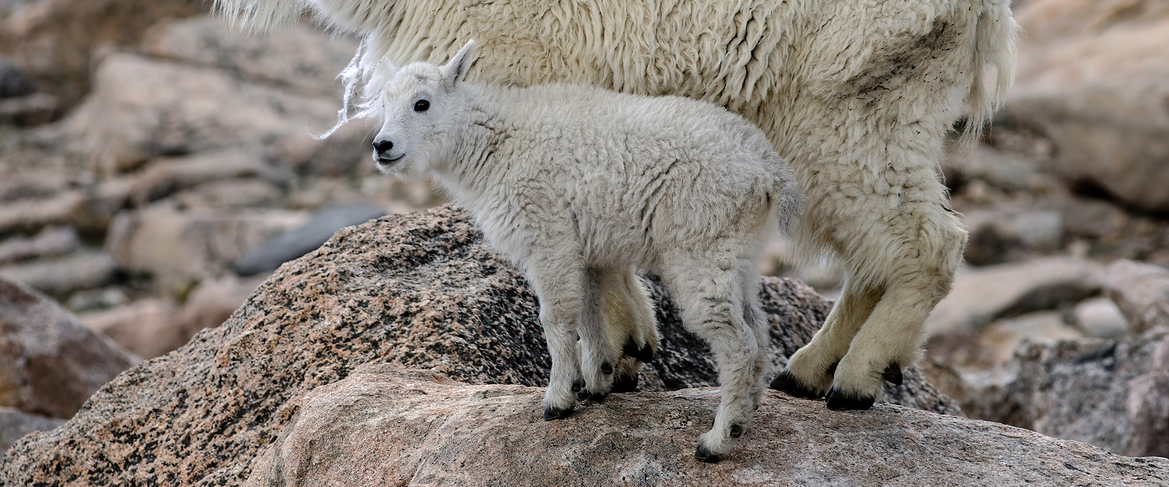 
        <div class='title'>
          WILDLIFE 1
        </div>
       