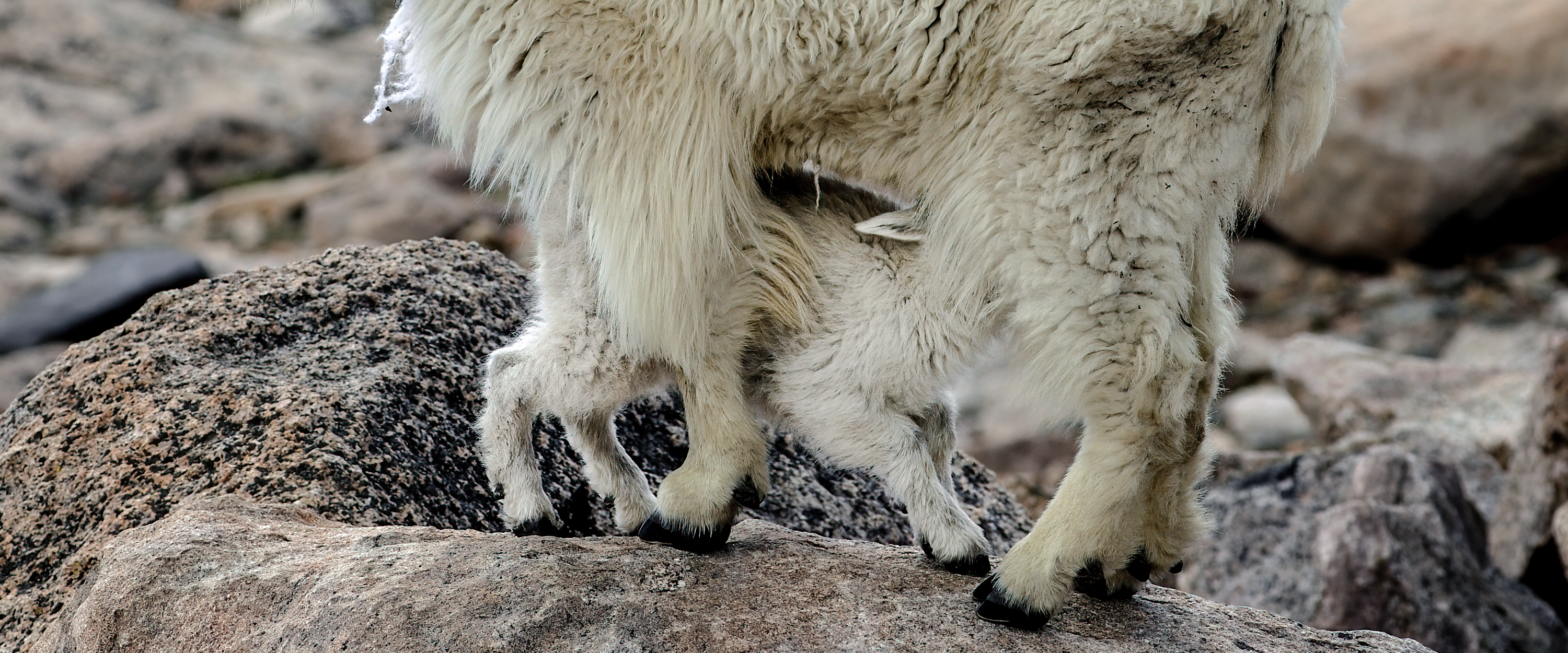 
        <div class='title'>
          WILDLIFE 2
        </div>
       