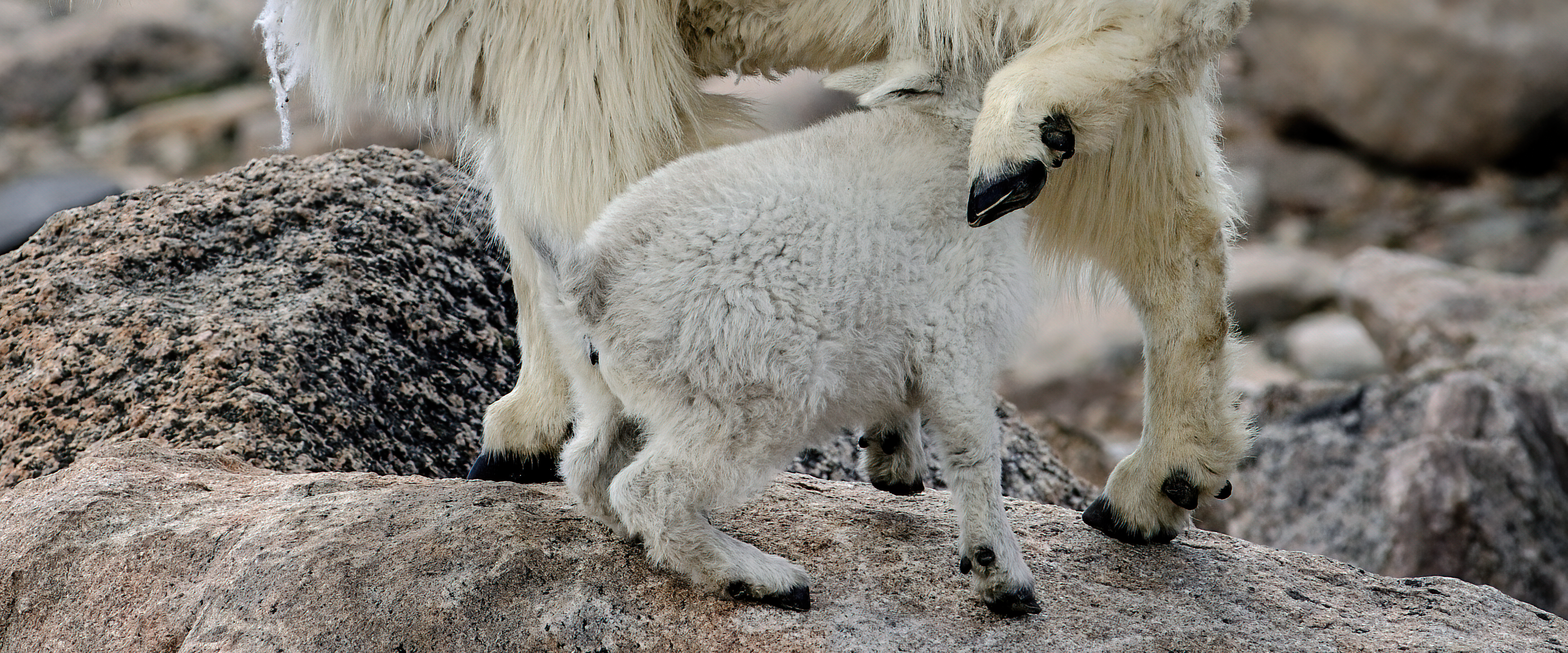 
        <div class='title'>
          WILDLIFE 3
        </div>
       