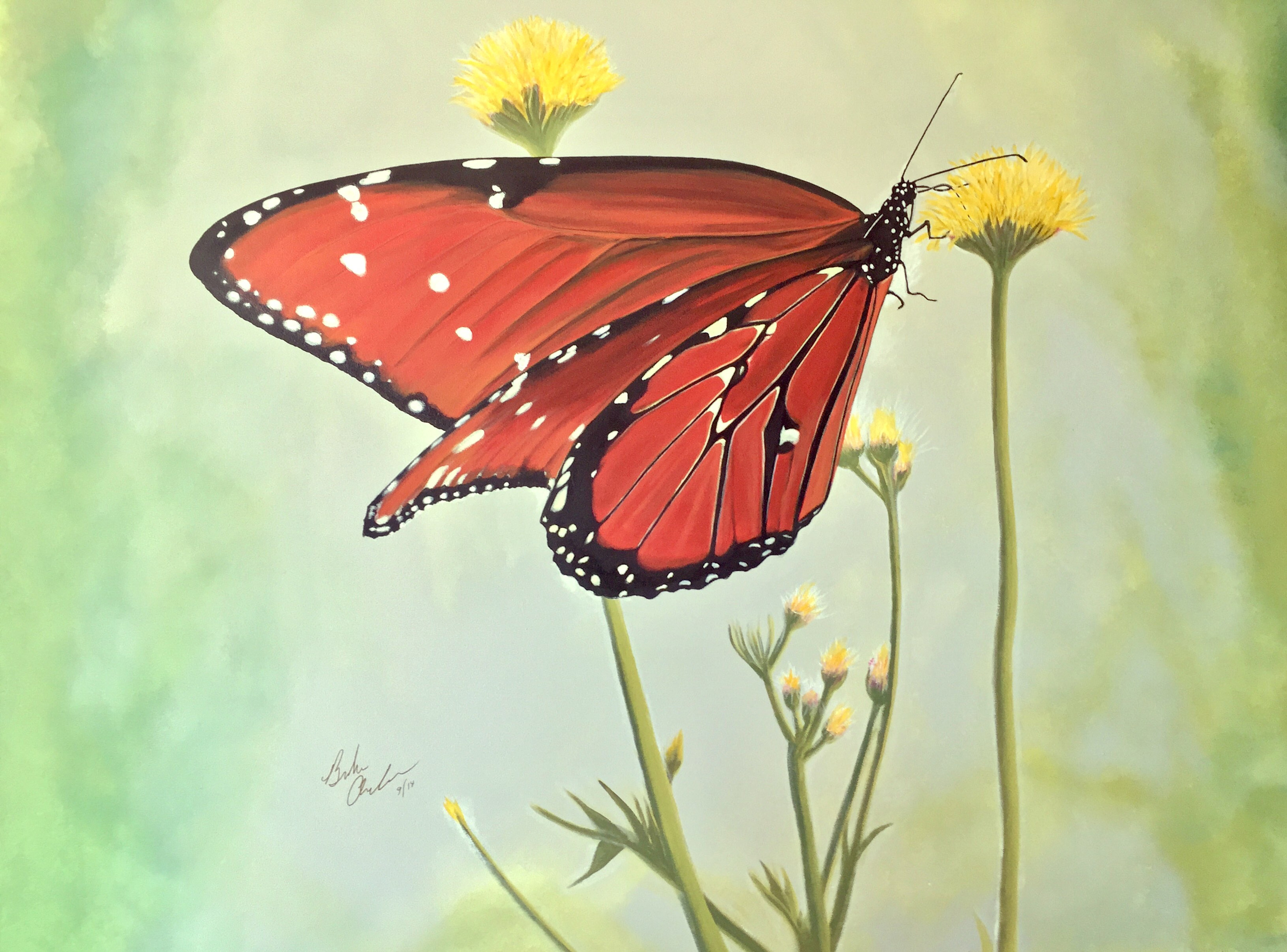 Monarch on milkweed yellow q7klqr