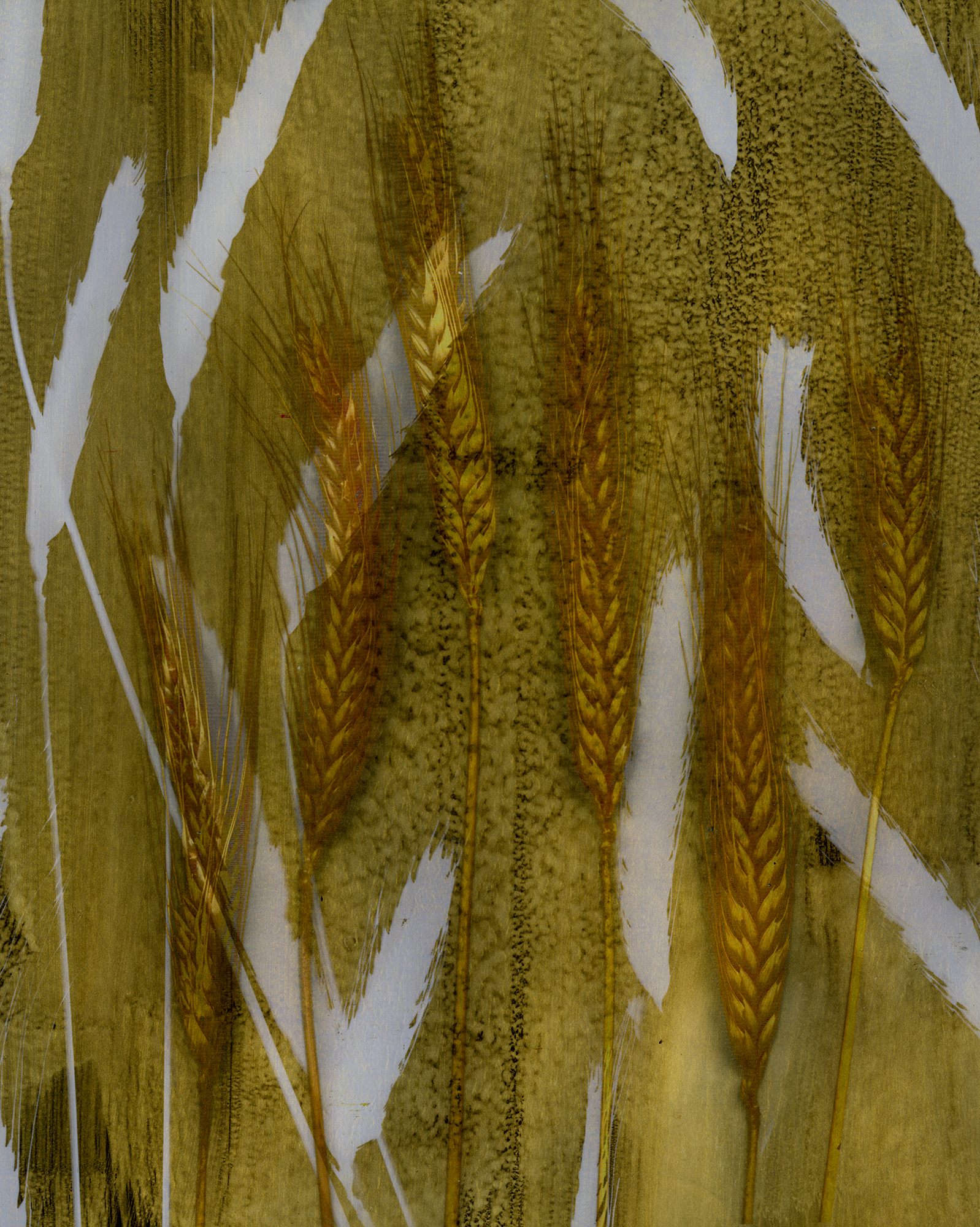 Gold wheat 1 sm kapsfo