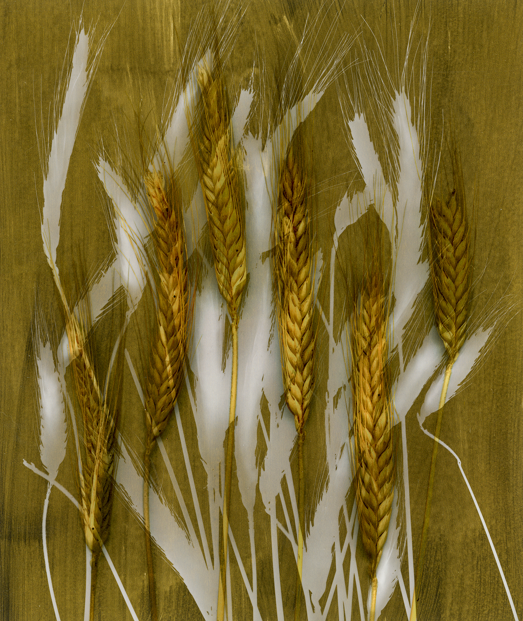 Gold wheat 2 sm qot404