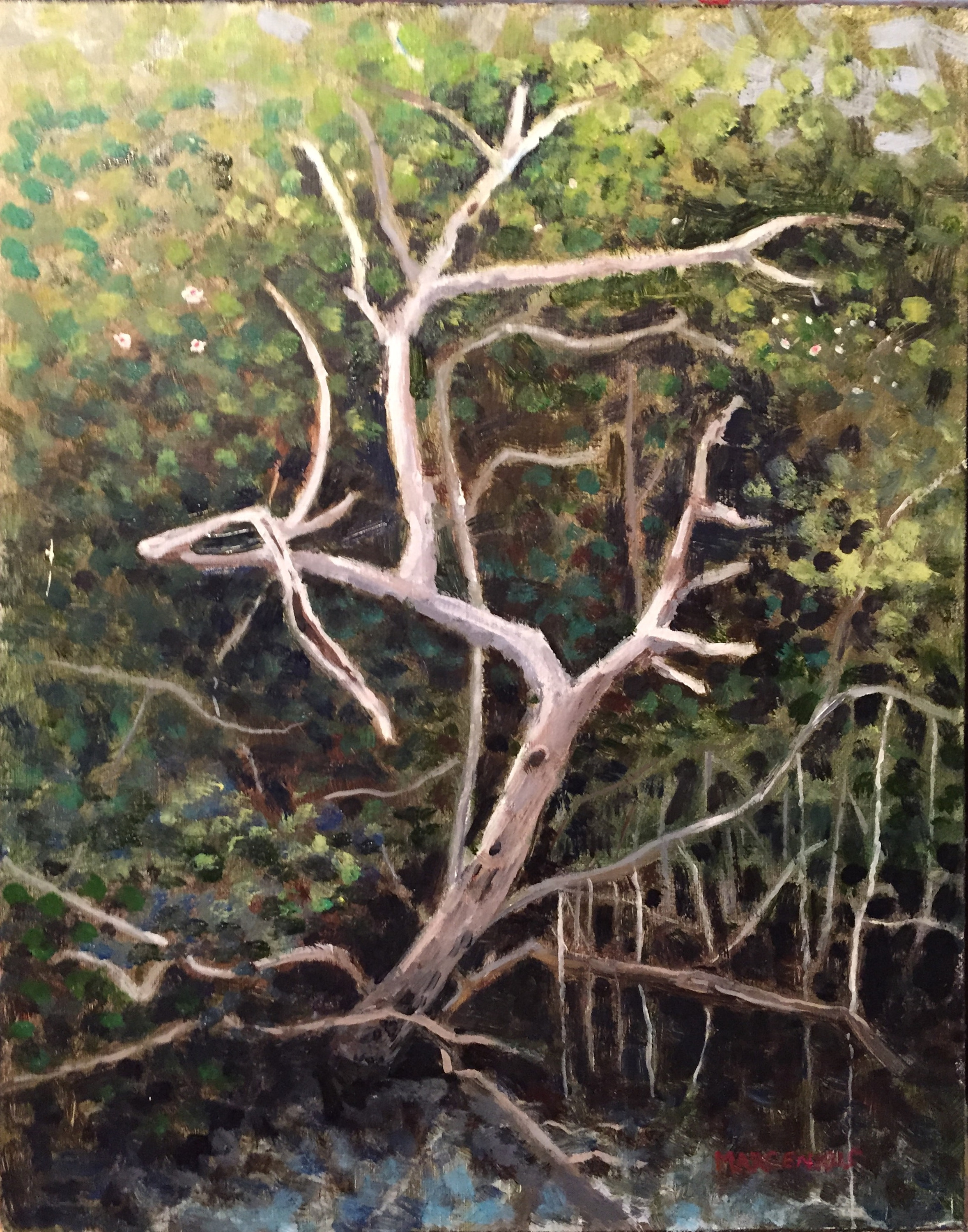Ghost in the mangrove resized 11x14 resized kirgjq