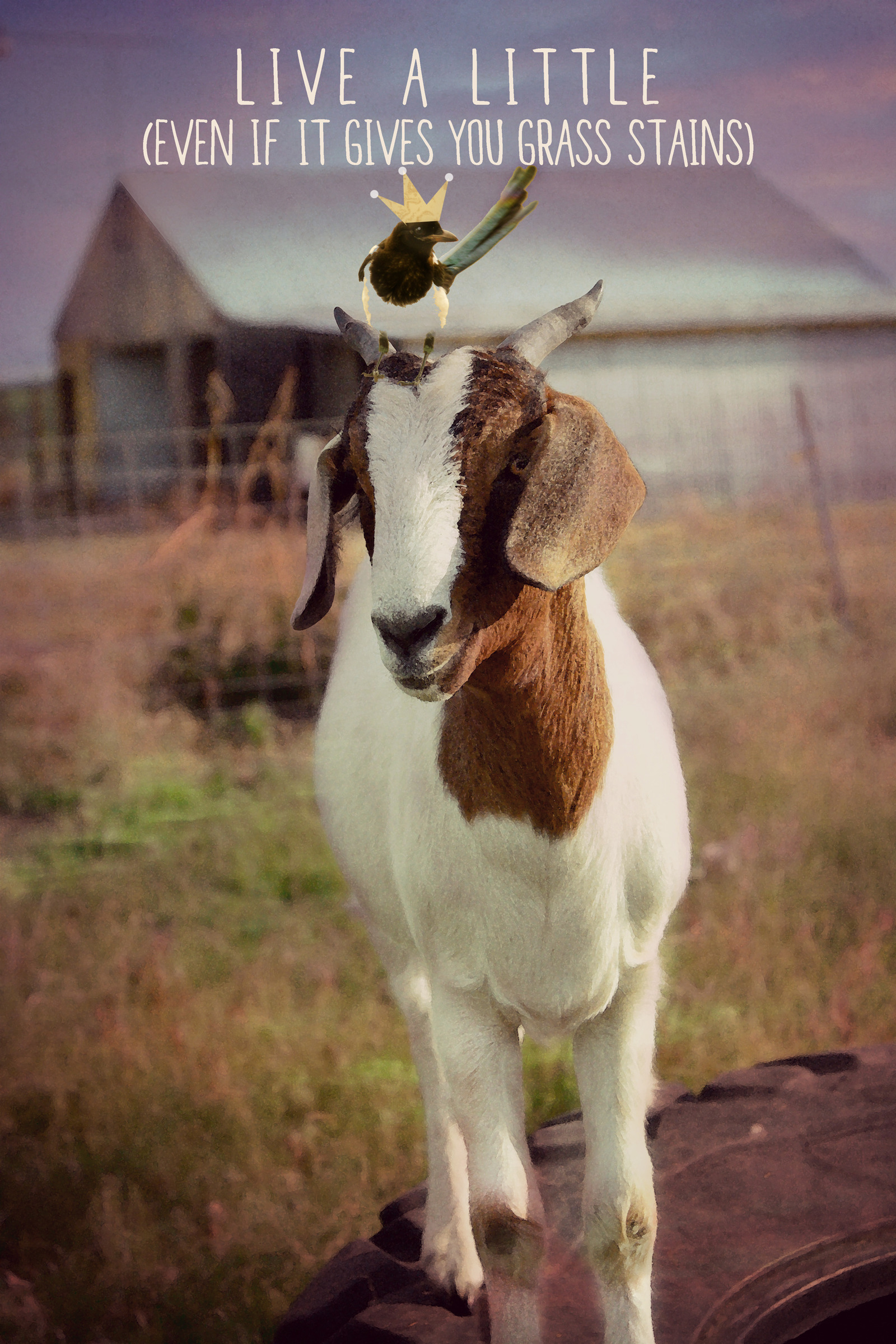 Goat julie with bird ss ygvsty