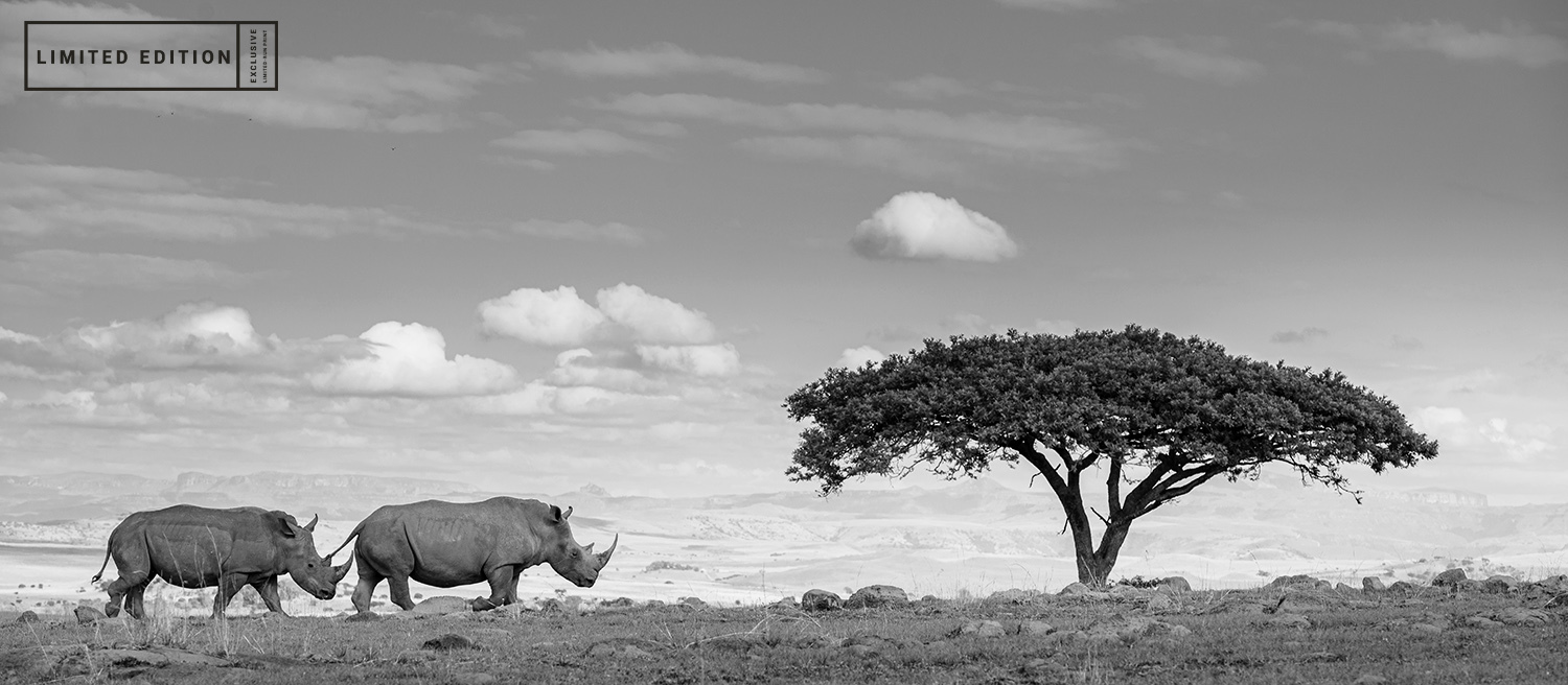 African rhino1 copy qpgaiv
