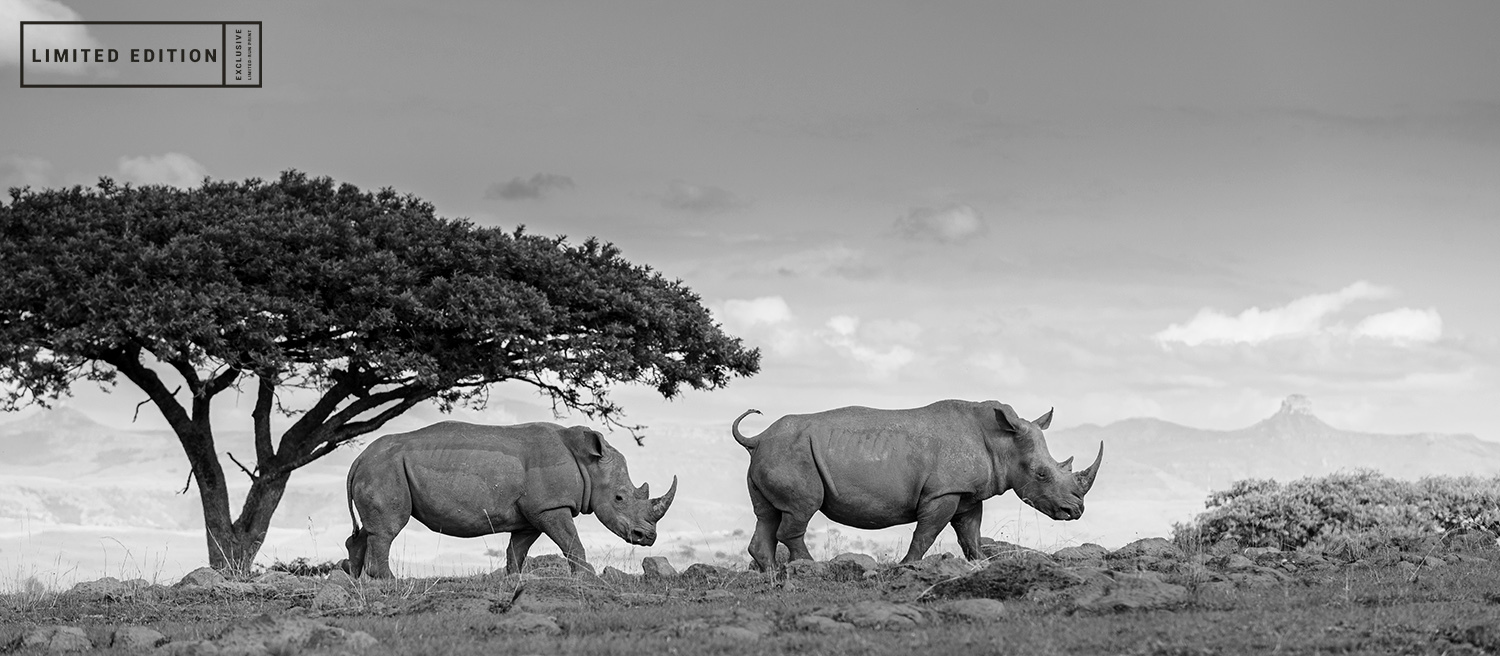 African rhino2 copy mamwb3