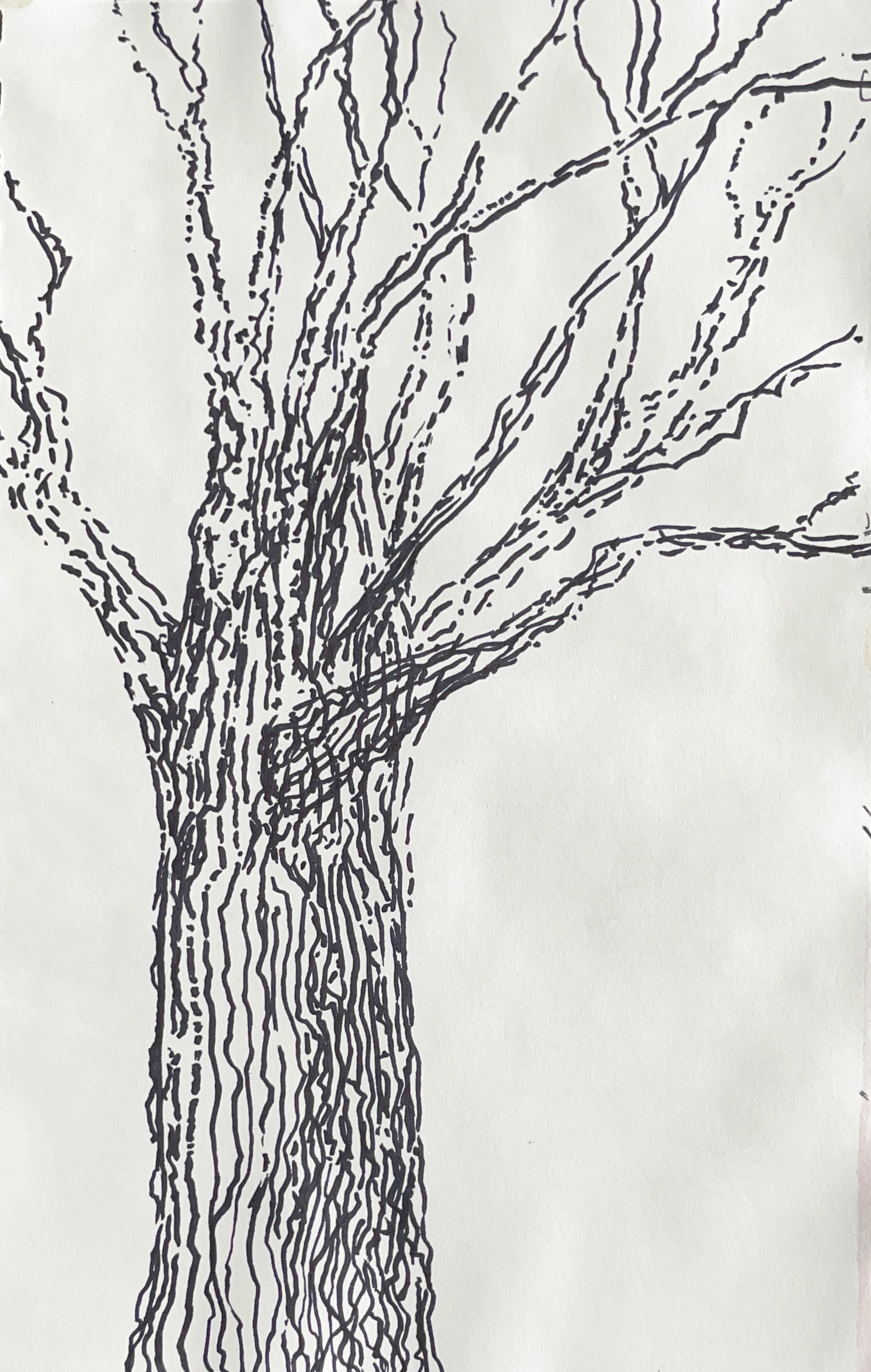 Ink tree cs6rnw