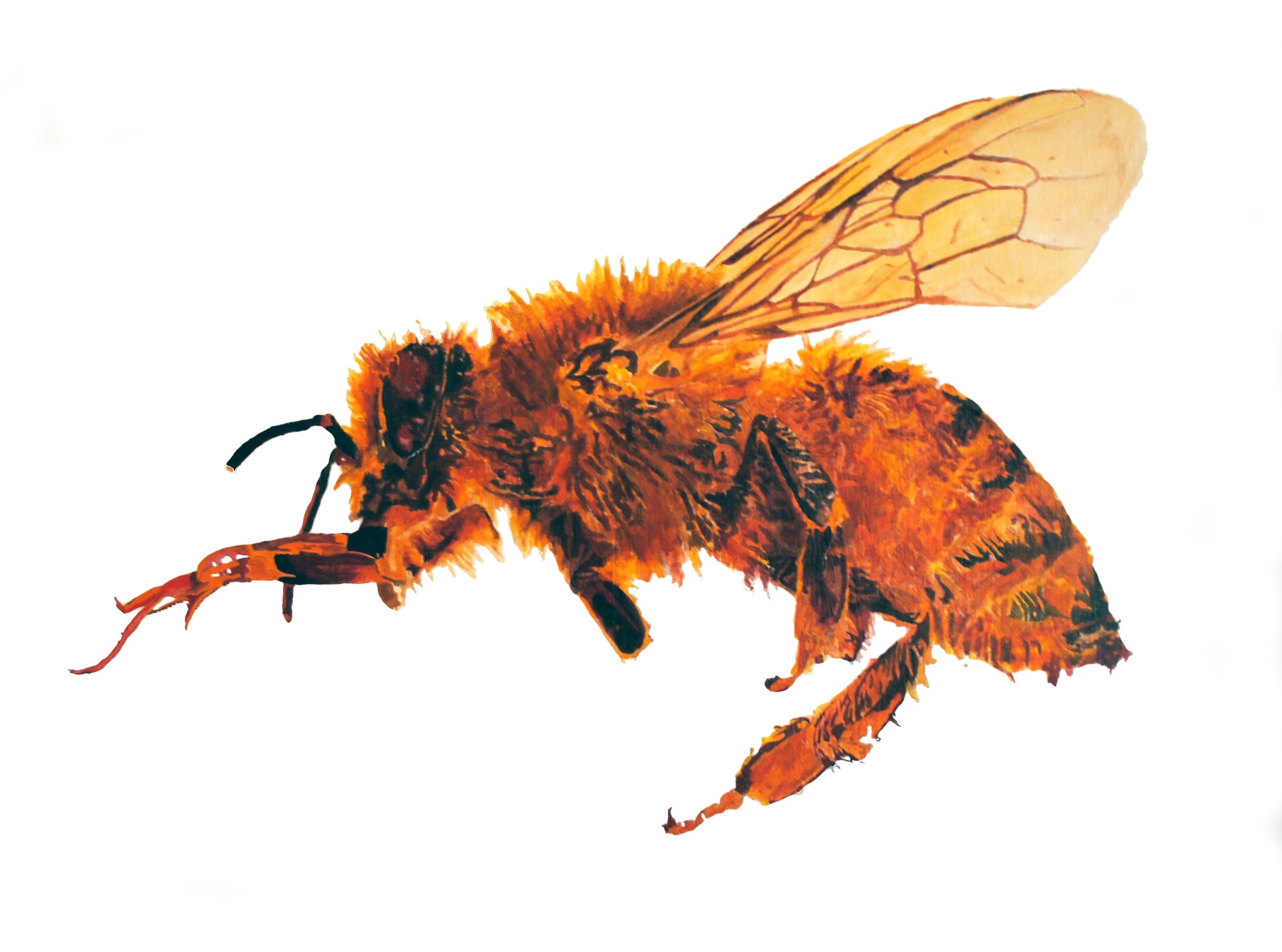 1. humble honey bee hsiwkv