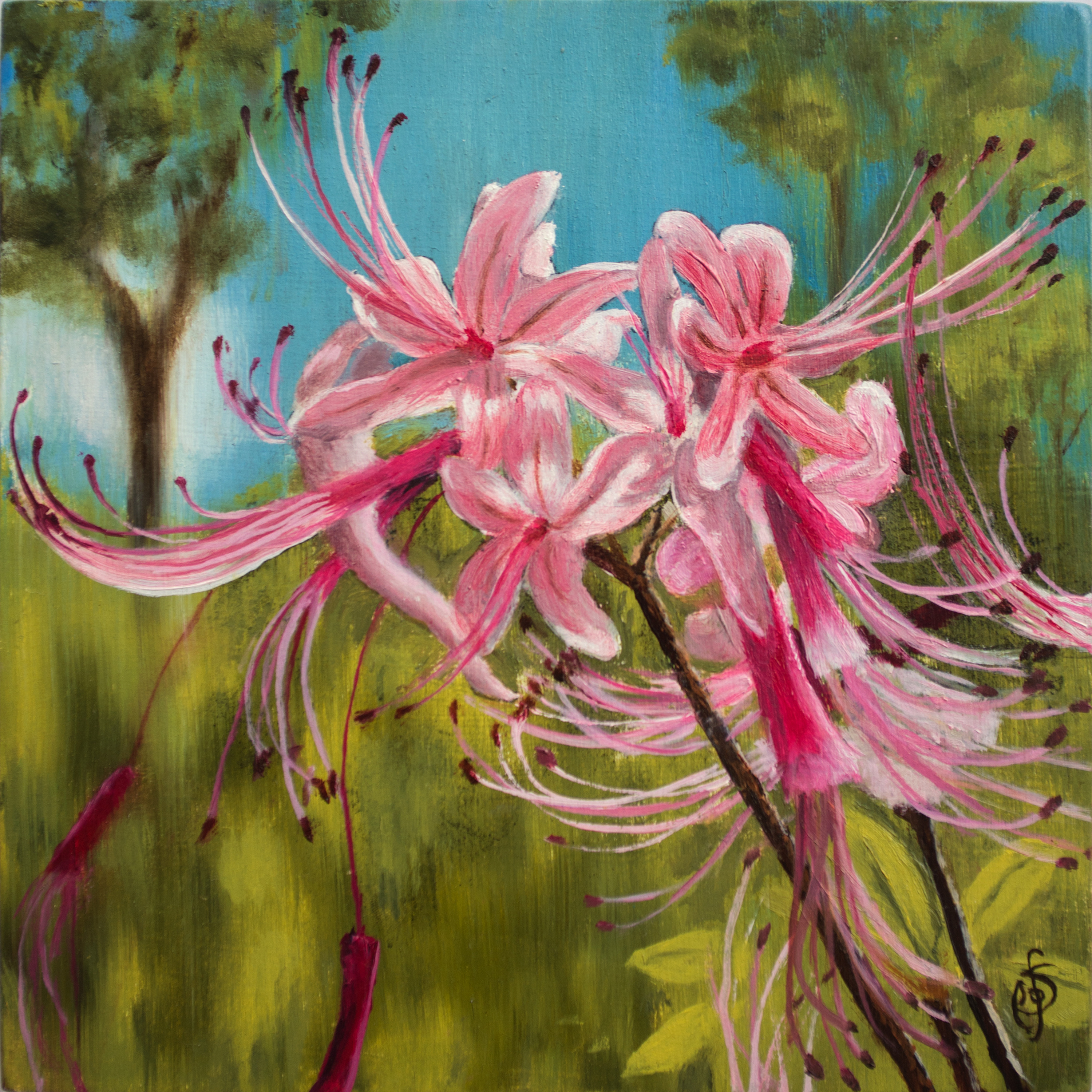 Wild azalea idqmyx