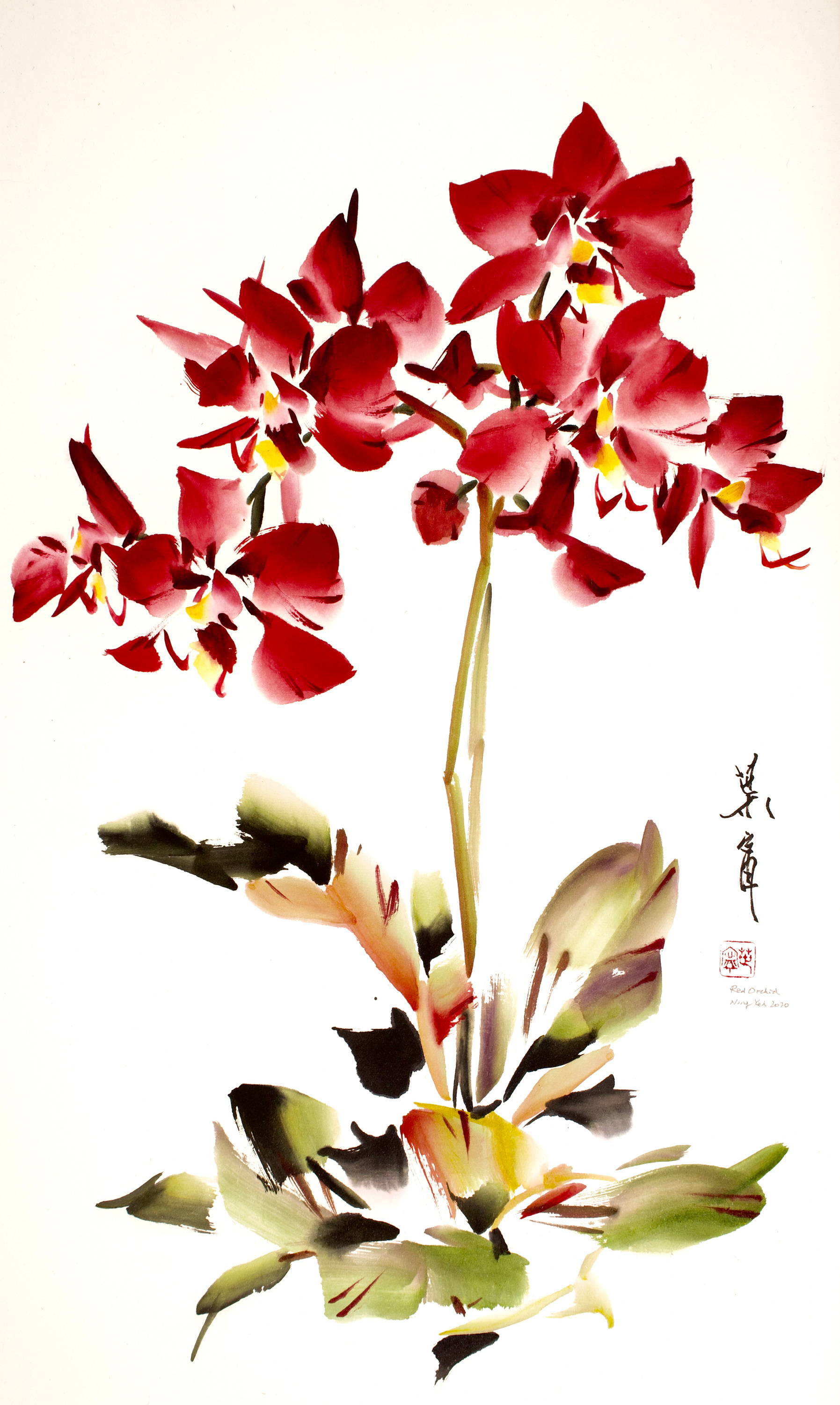 Red orchid smimvt