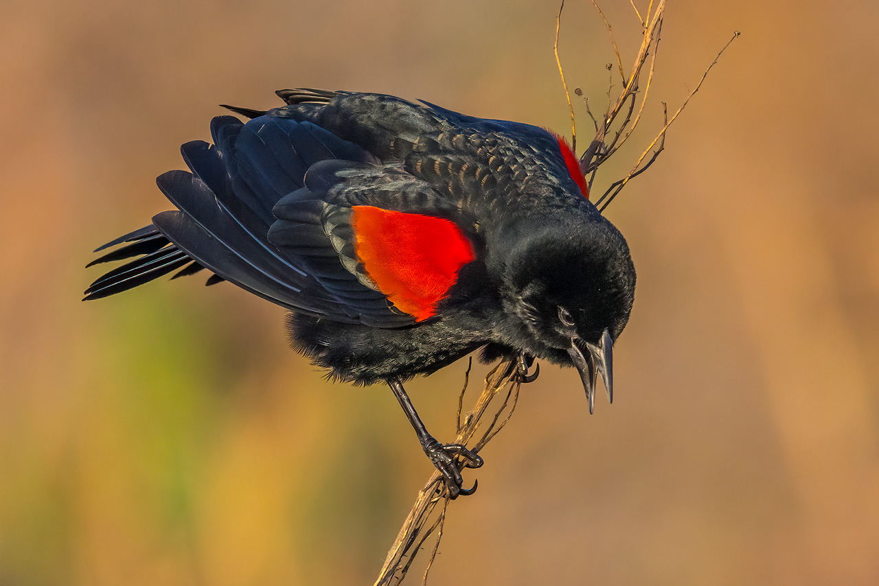 Red winged blackbird afmzxb
