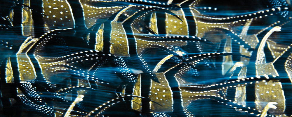 
        <div class='title'>
          Banggai Cardinalfish
        </div>
       